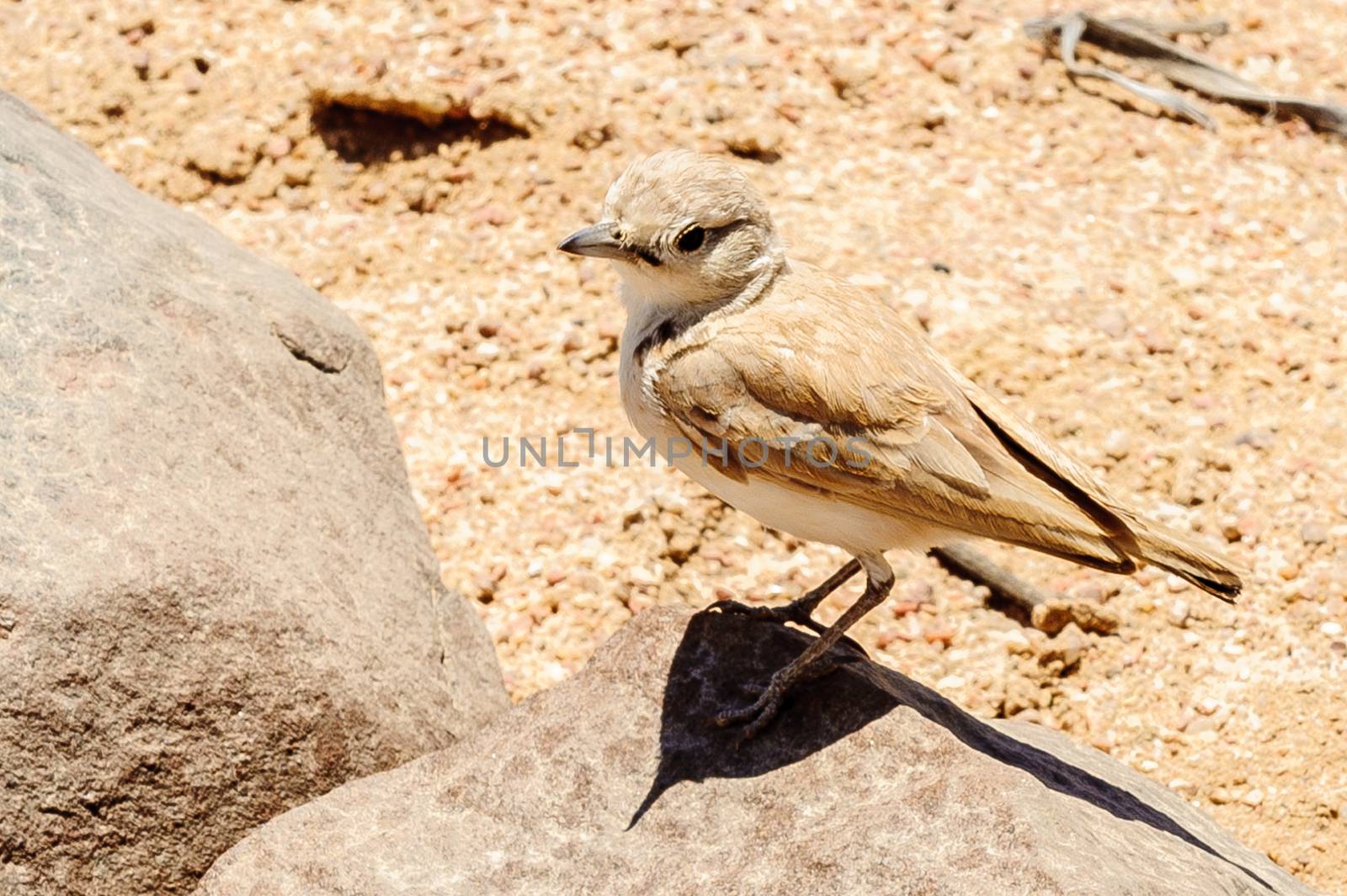 A meadowlark in Namib Desert where the average annual precipitation is less then 20mm.