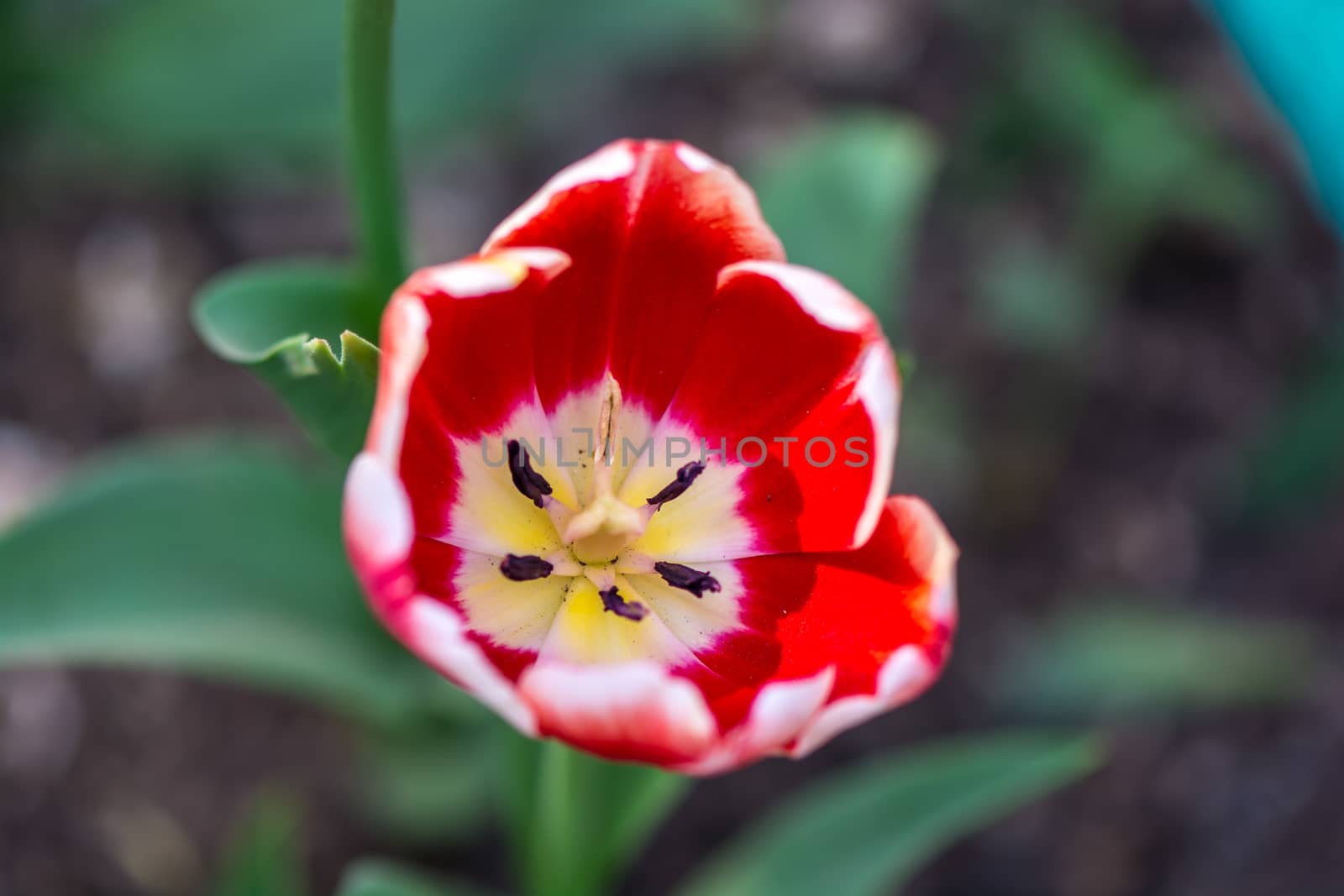 The red and white mixed tulip in Beijing Botanical Garden.