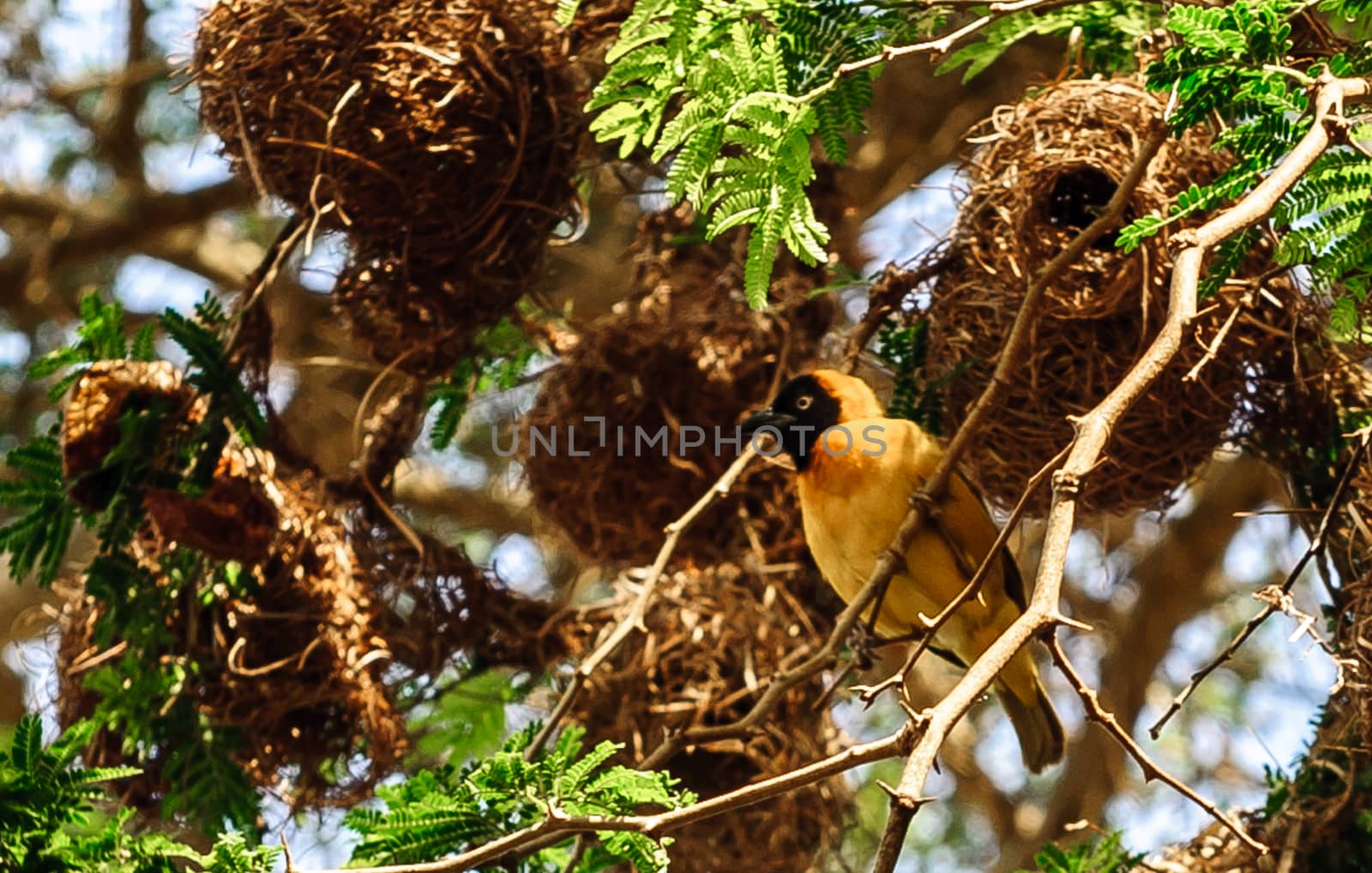 African Masked Weaver by JasonYU