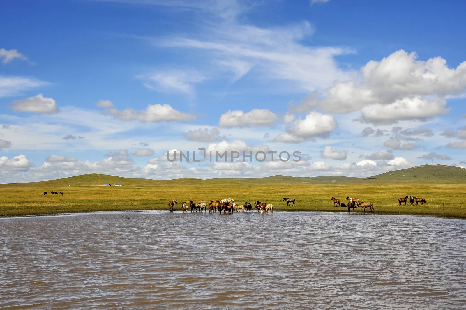 The horses at the nature beautiful Hulun prairie in Inner Mongolia, China.