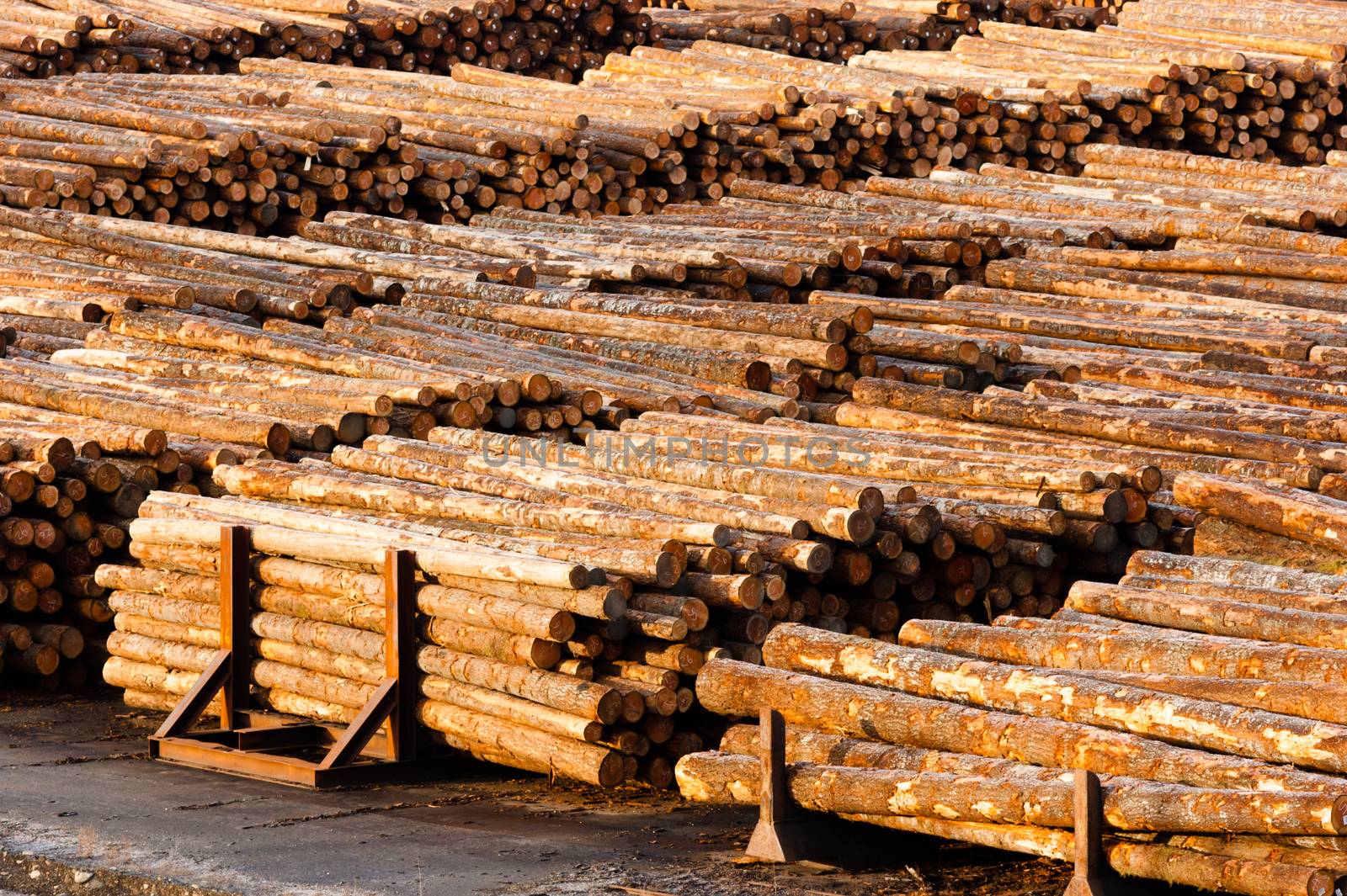 Wood already taken from the forest waits for transport