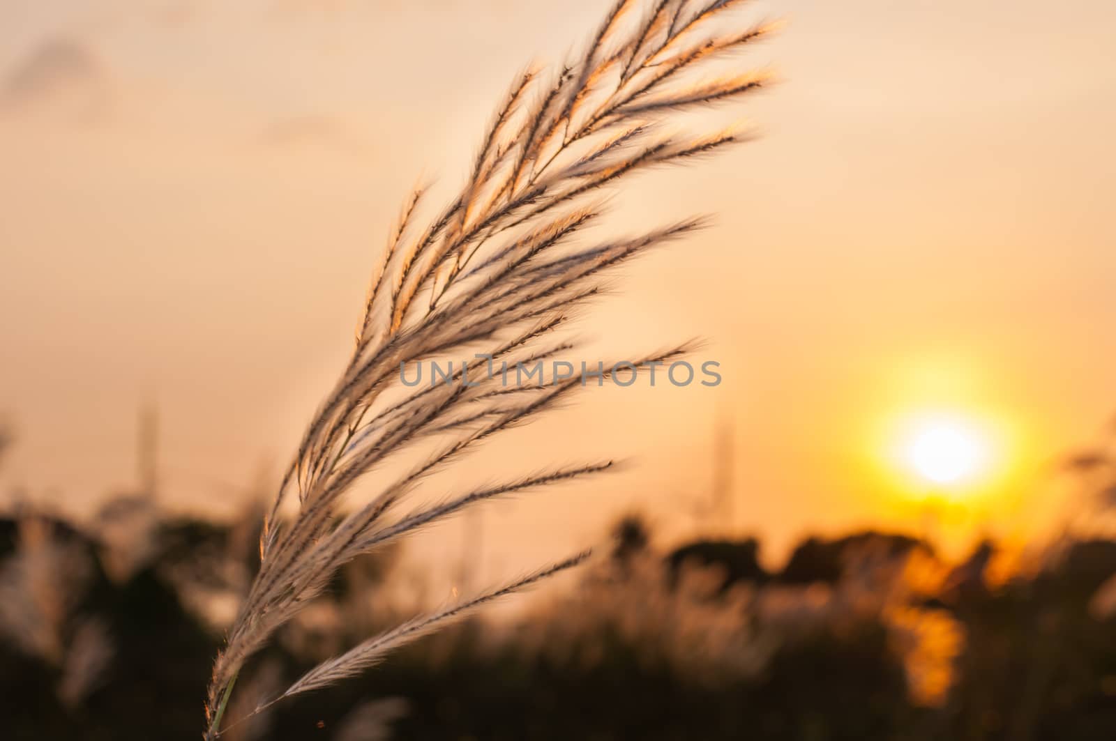 Field of grass on a sunset background