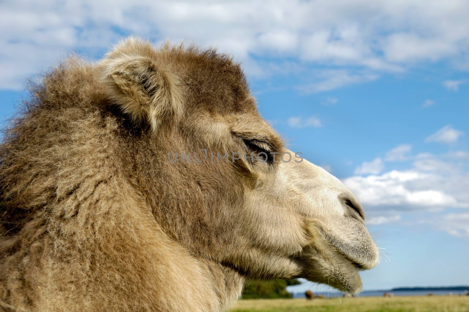 Camel face by cfoto