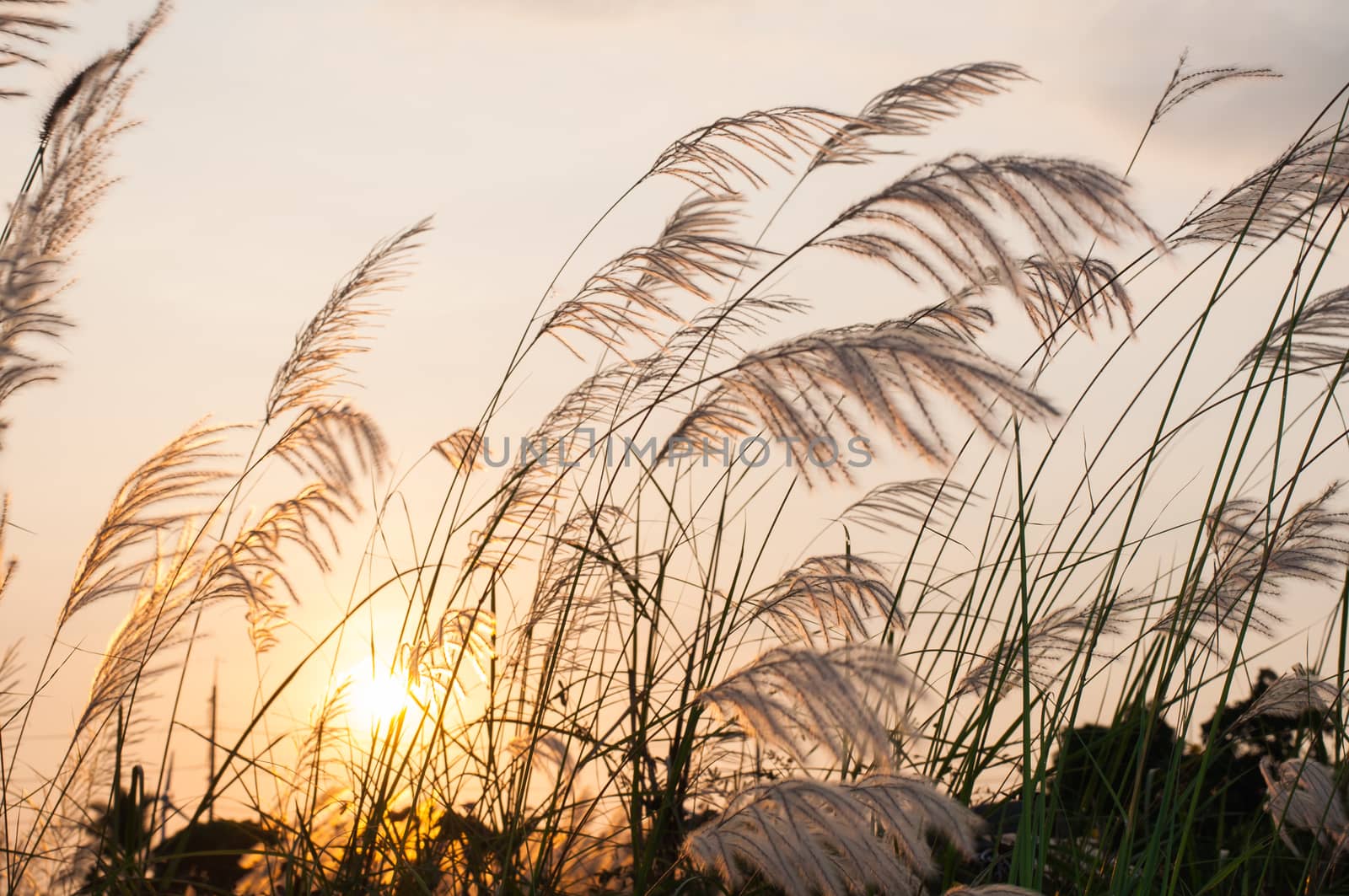 Field of grass on a sunset background