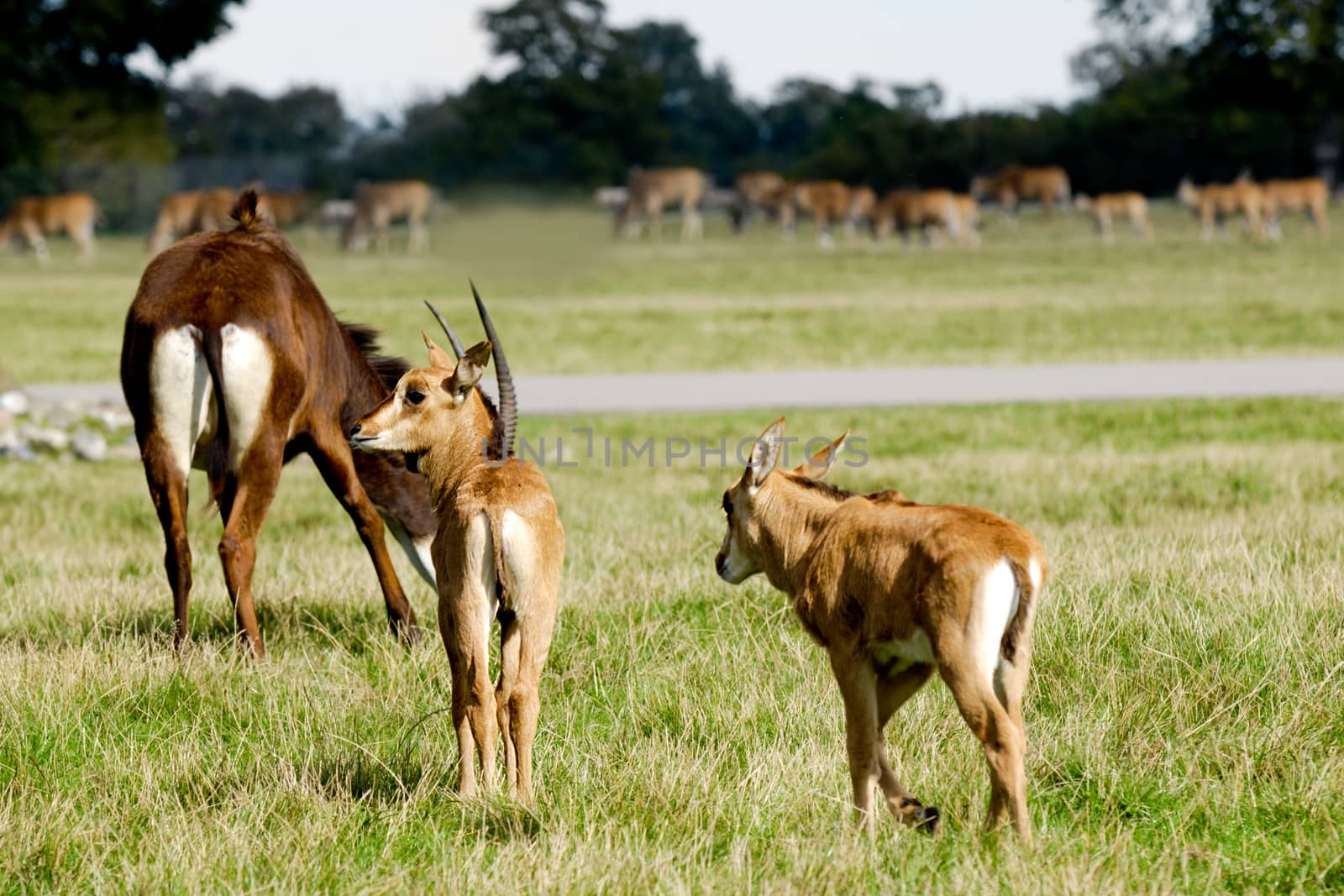 Antelopes are standing on green grass by cfoto