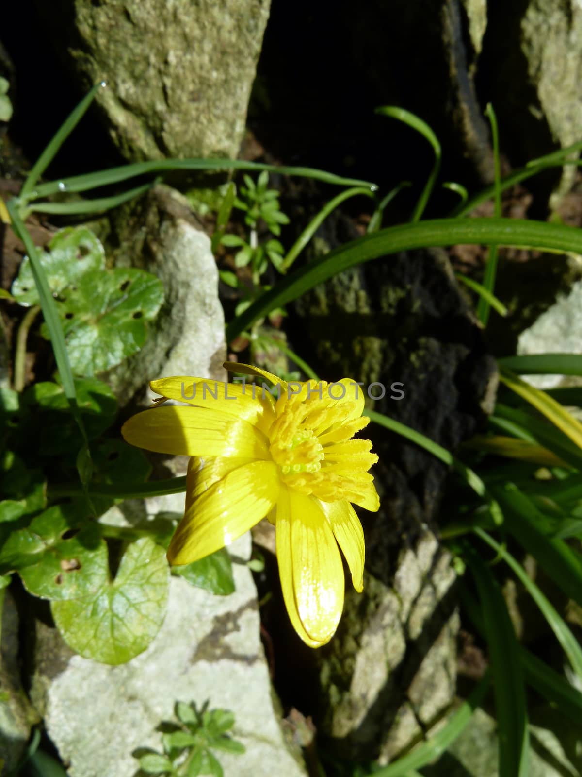 Bright small yellow flower in sunlight on a wall
