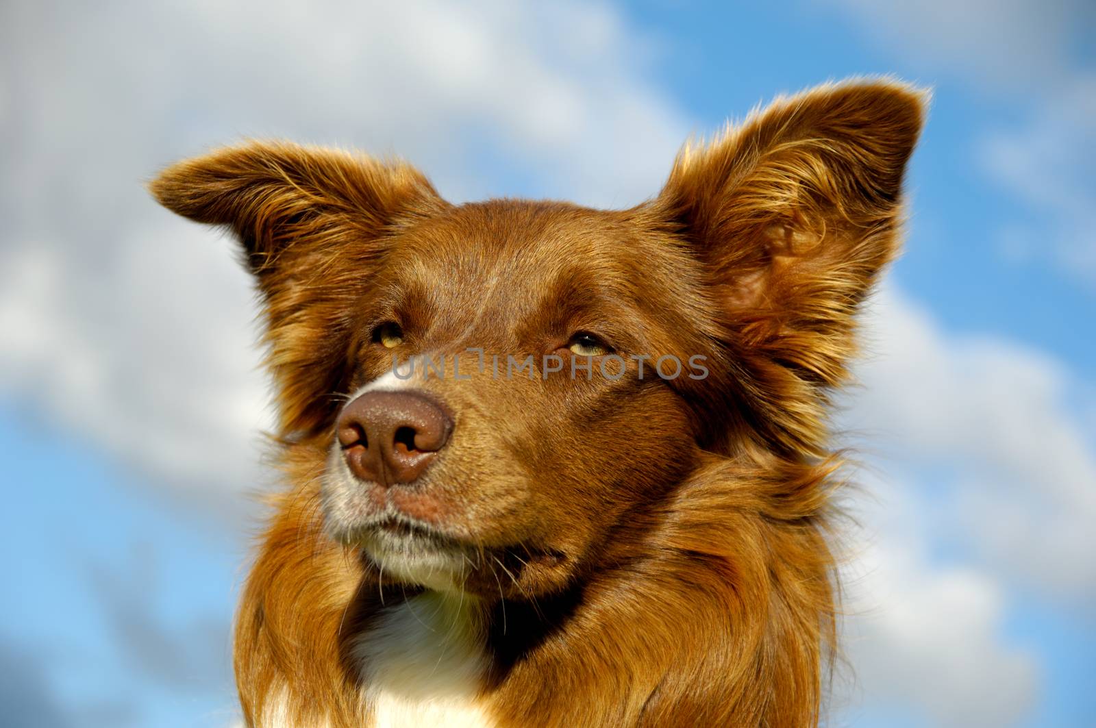 Face of a Border Collie dog