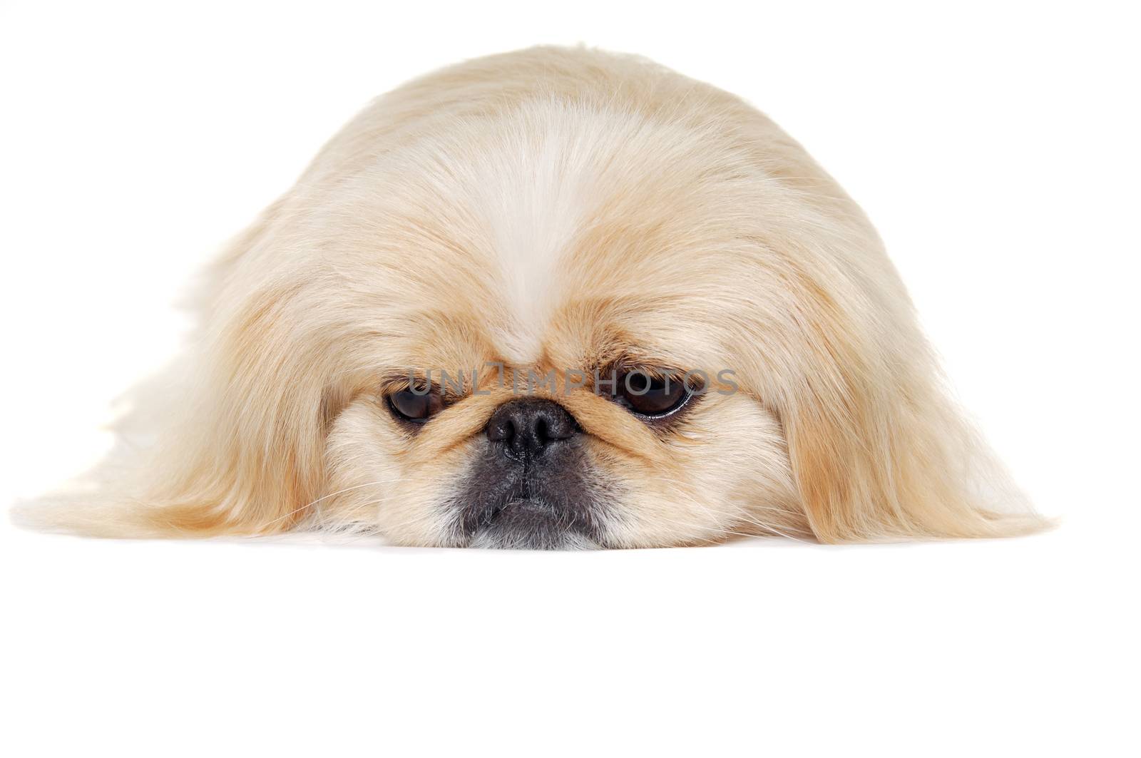 Face of a sad pekingese dog isolated on a white background