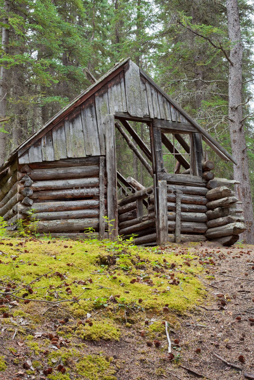 Decaying ruin of old Yukon log cabin hidden in boreal forest taiga of Yukon Territory, Canada