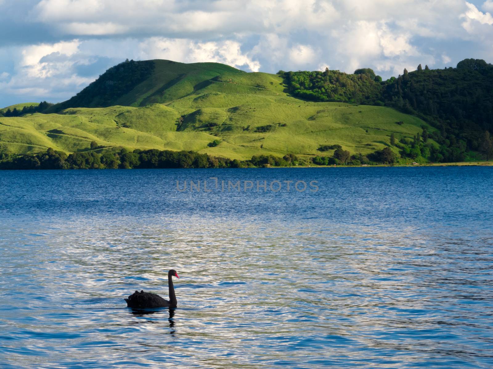 Black Swan, Cygnus atratus, on blue water of Lake Okatania, North Island of New Zealand