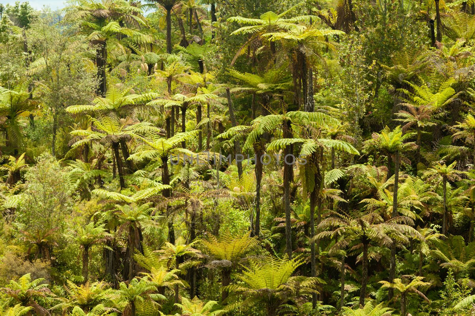 Grove of endemic New Zealand rainforest fern trees in lush green wilderness