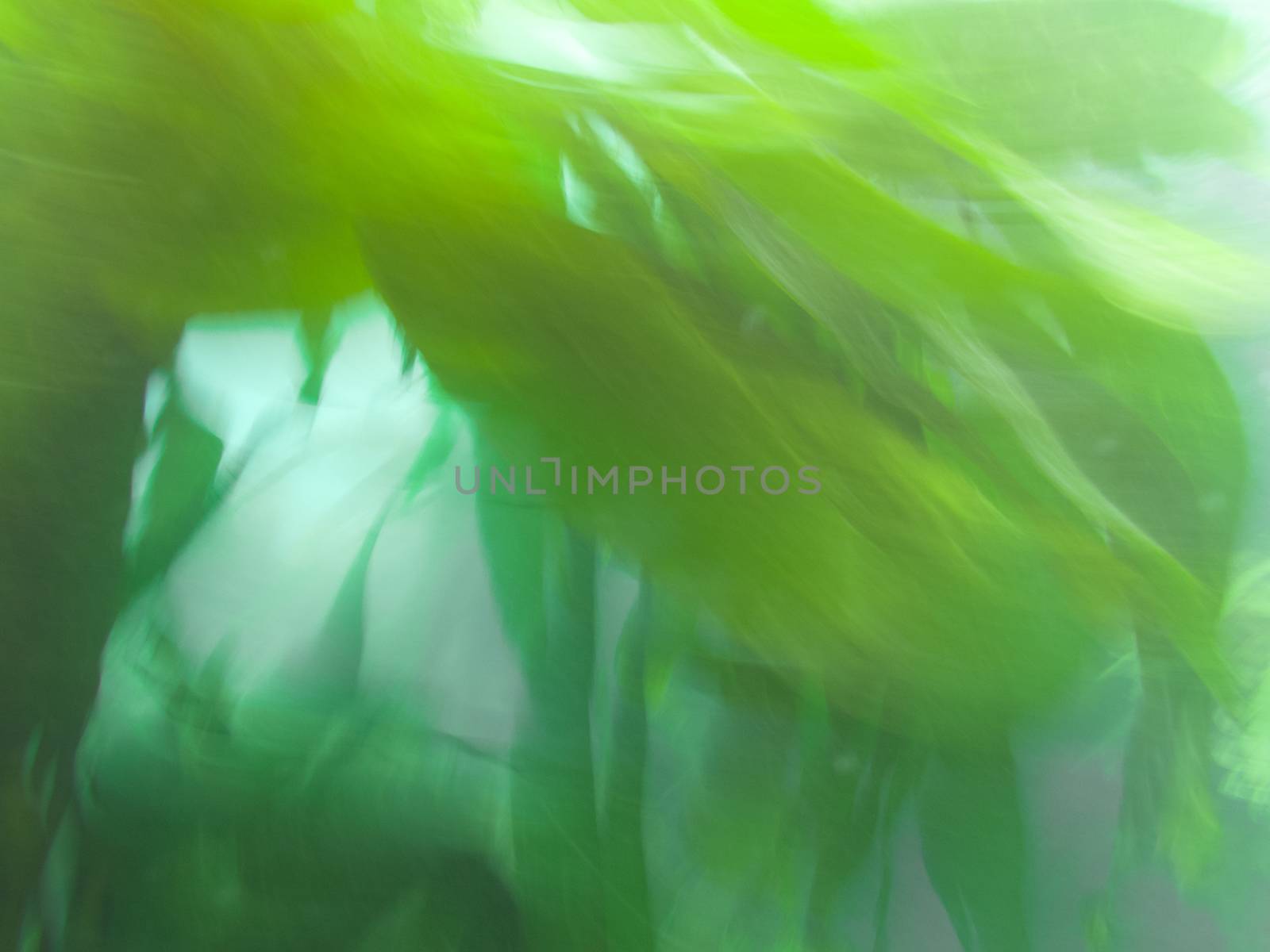 Green submerged aquatic plants underwater blurry nature abstract background texture pattern
