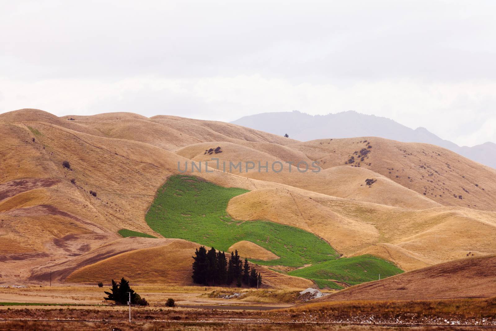 Irrigation watered green field in dry grassland hills yellow from drought due to global warming climate change