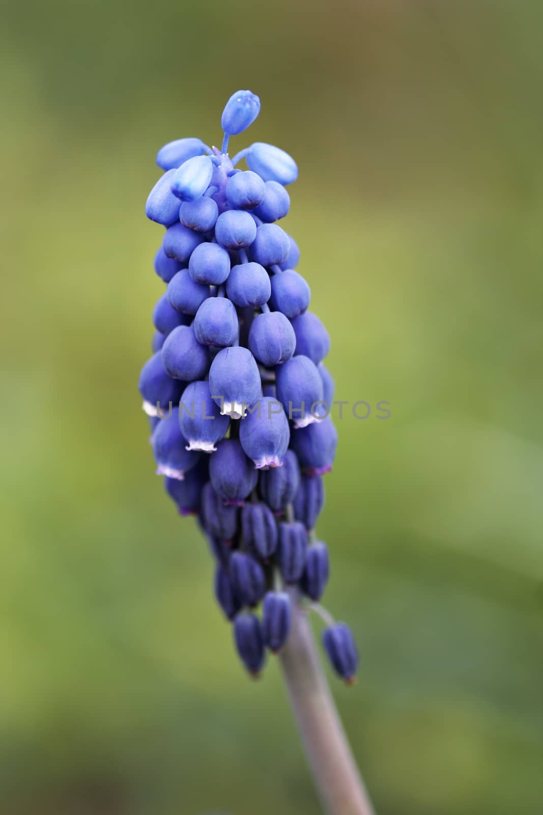 Detail of the spring flower - grape hyacinth