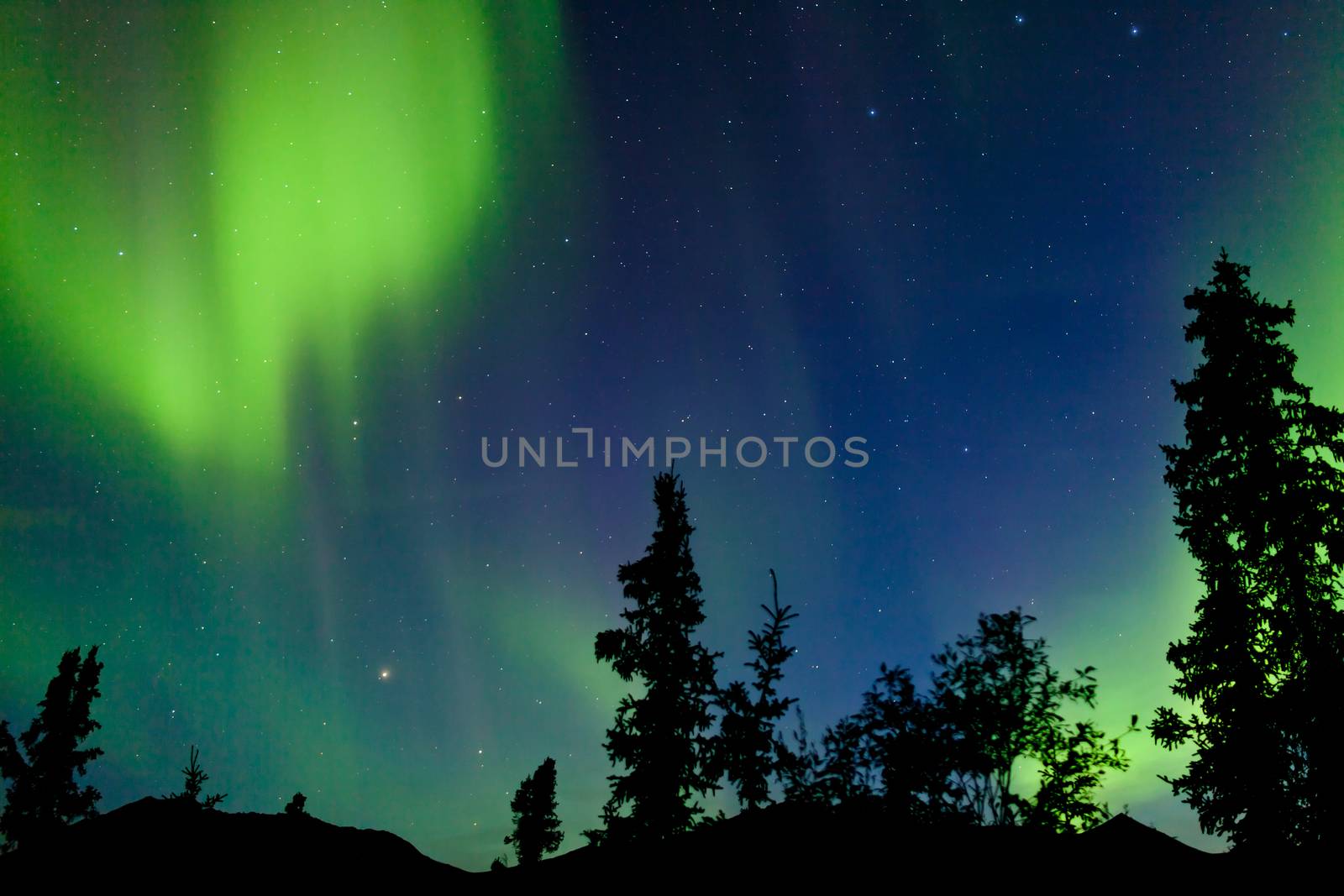 Intense bands of Northern lights or Aurora borealis or Polar lights dancing on night sky over boreal forest spruce trees of Yukon Territory, Canada