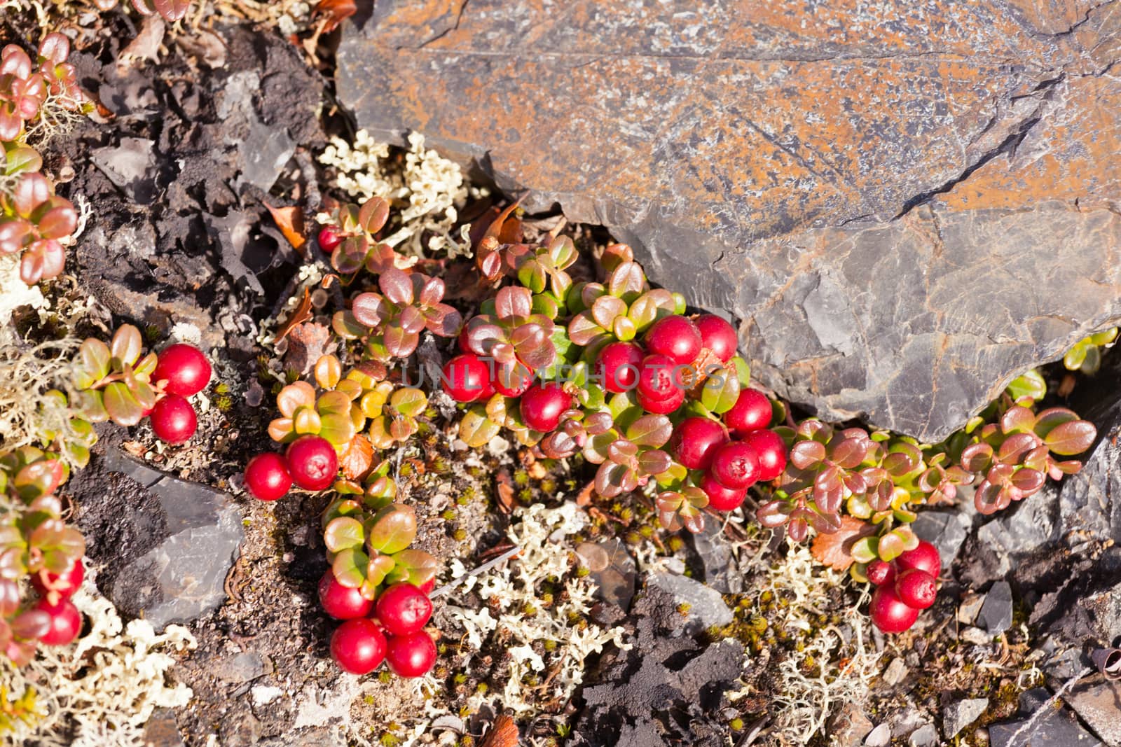 Cranberry plants, Vaccinium vitis-idaea, with ripe berries grow low on ground between rocks
