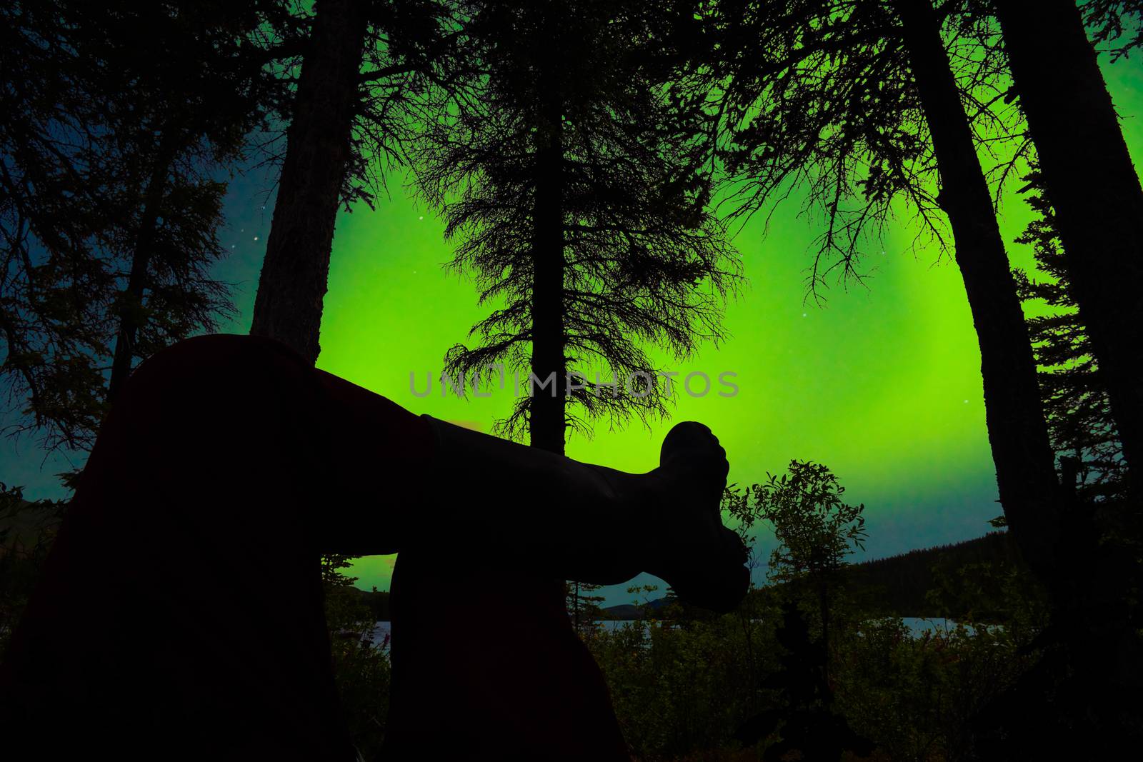 Person leg foot silhouette sitting in boreal forest taiga watching northern lights, Aurora borealis, on night sky above