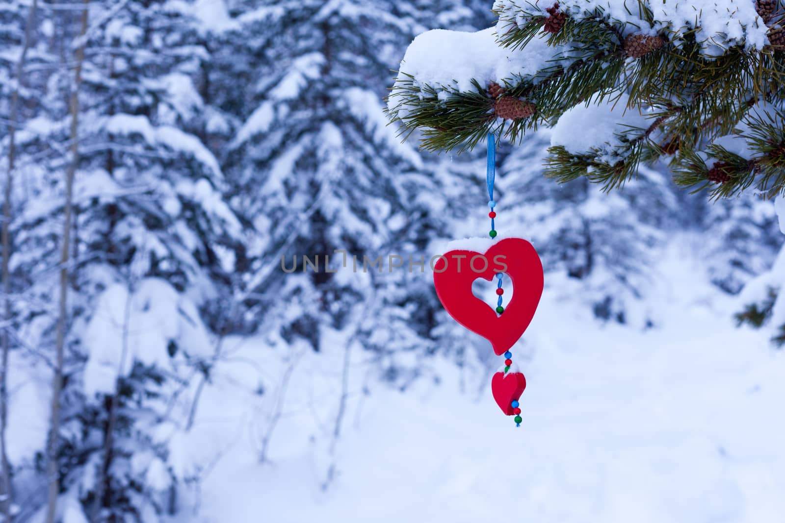 Single red heart shaped Christmas or Valentines ornament hanging from snow covered branches of pine tree in winter forest