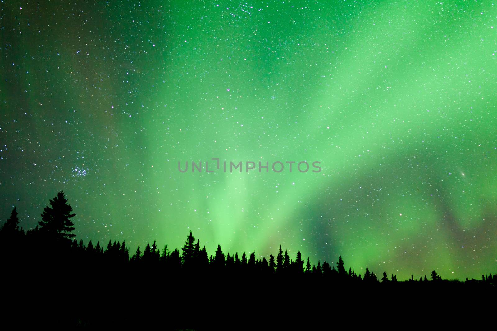 Intense green northern lights, Aurora borealis, on night sky with stars over boreal forest taiga, Yukon, Canada