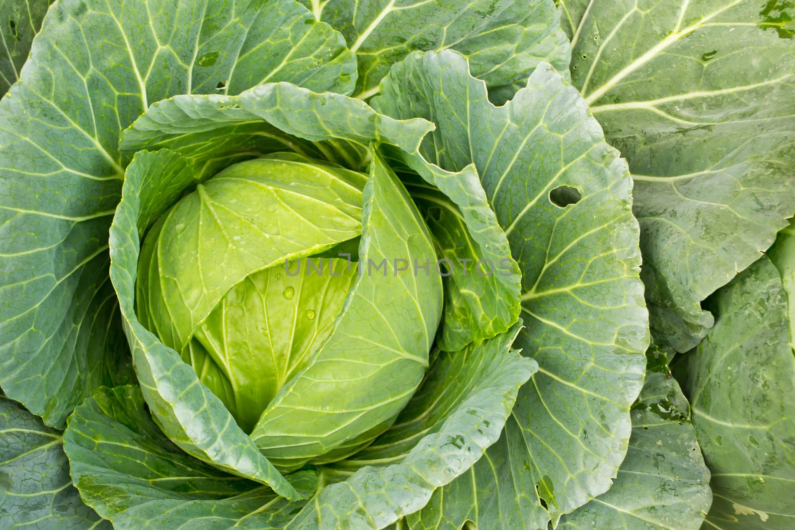 Fresh cabbage in the vegetable garden