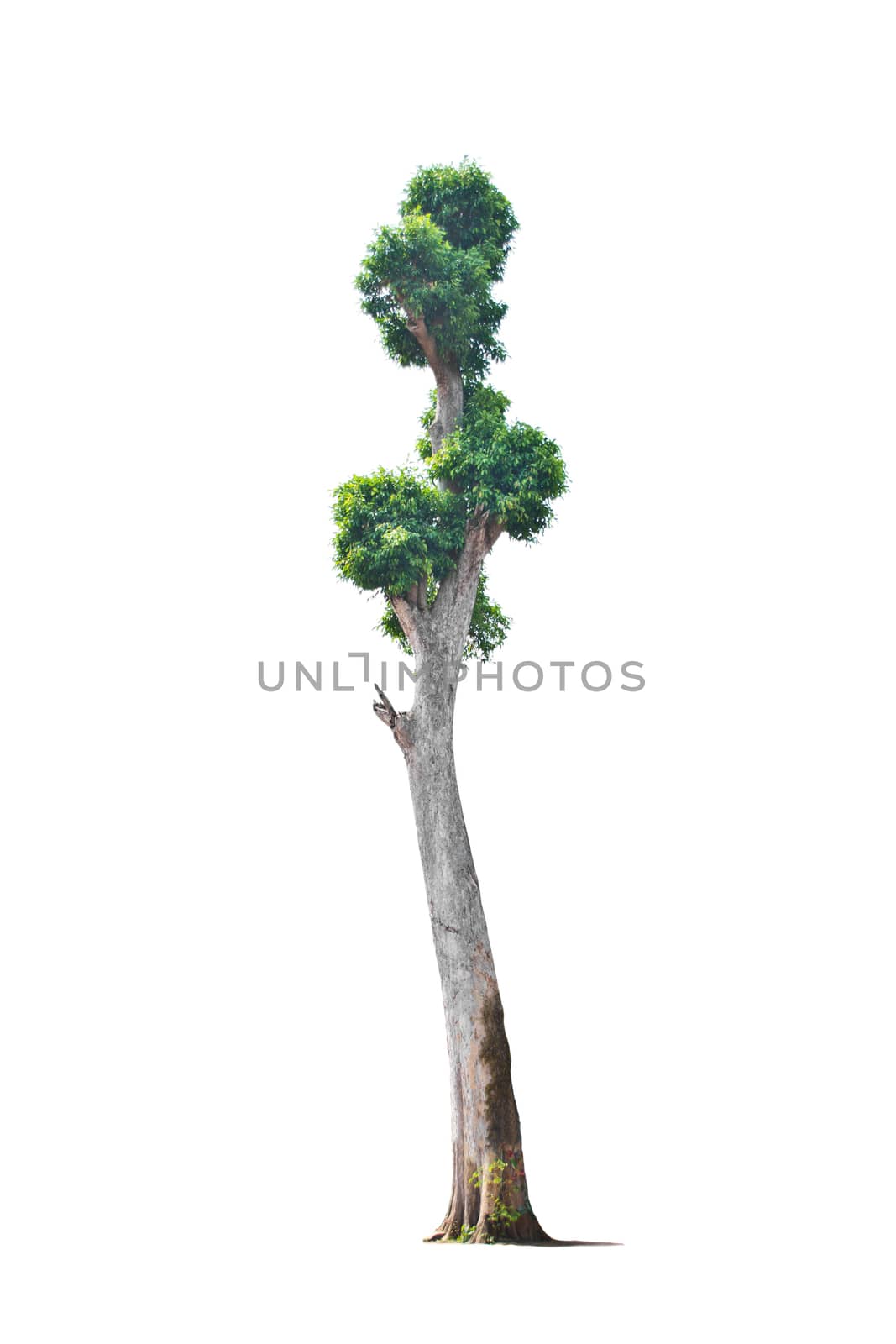 Tree isolate on a white background by Thanamat
