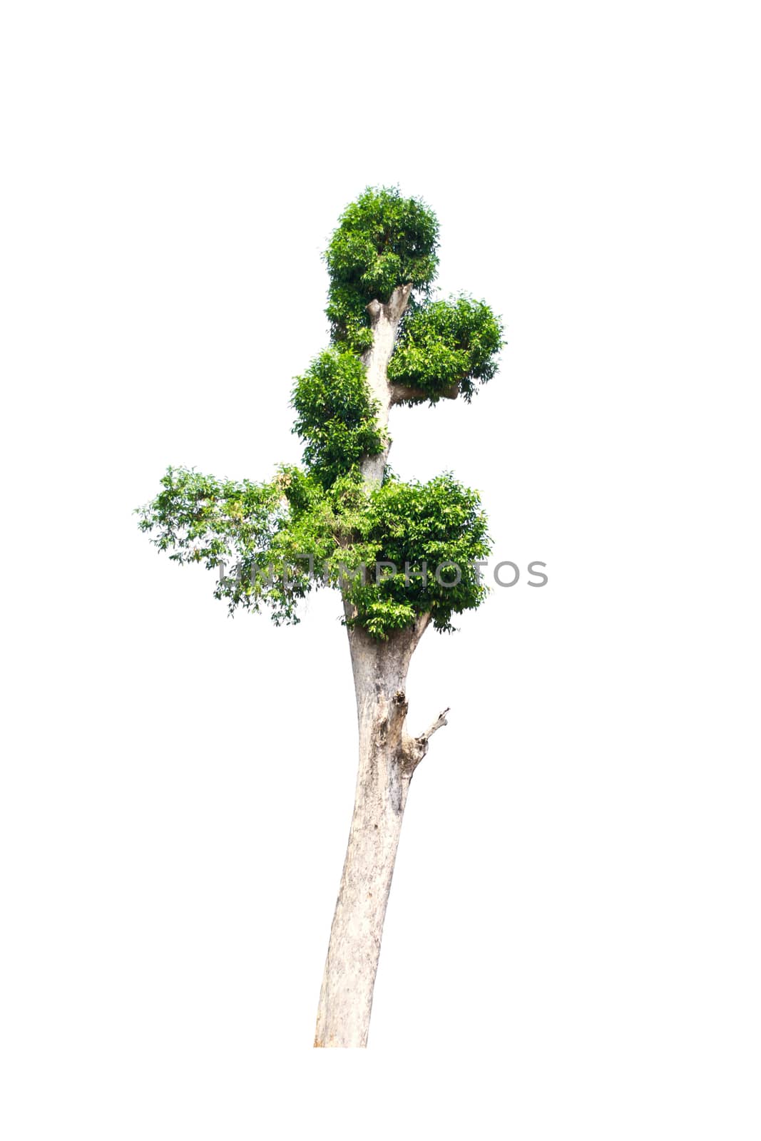 Tree isolate on a white background