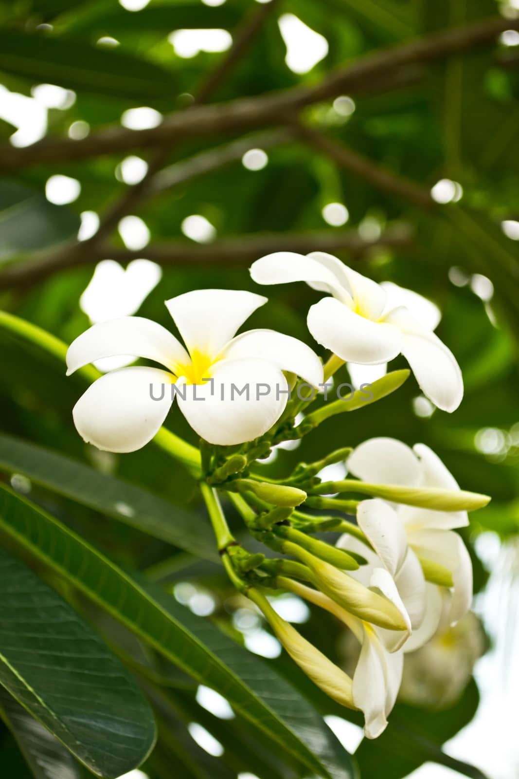 Frangipani flowers with leaves in background by Thanamat