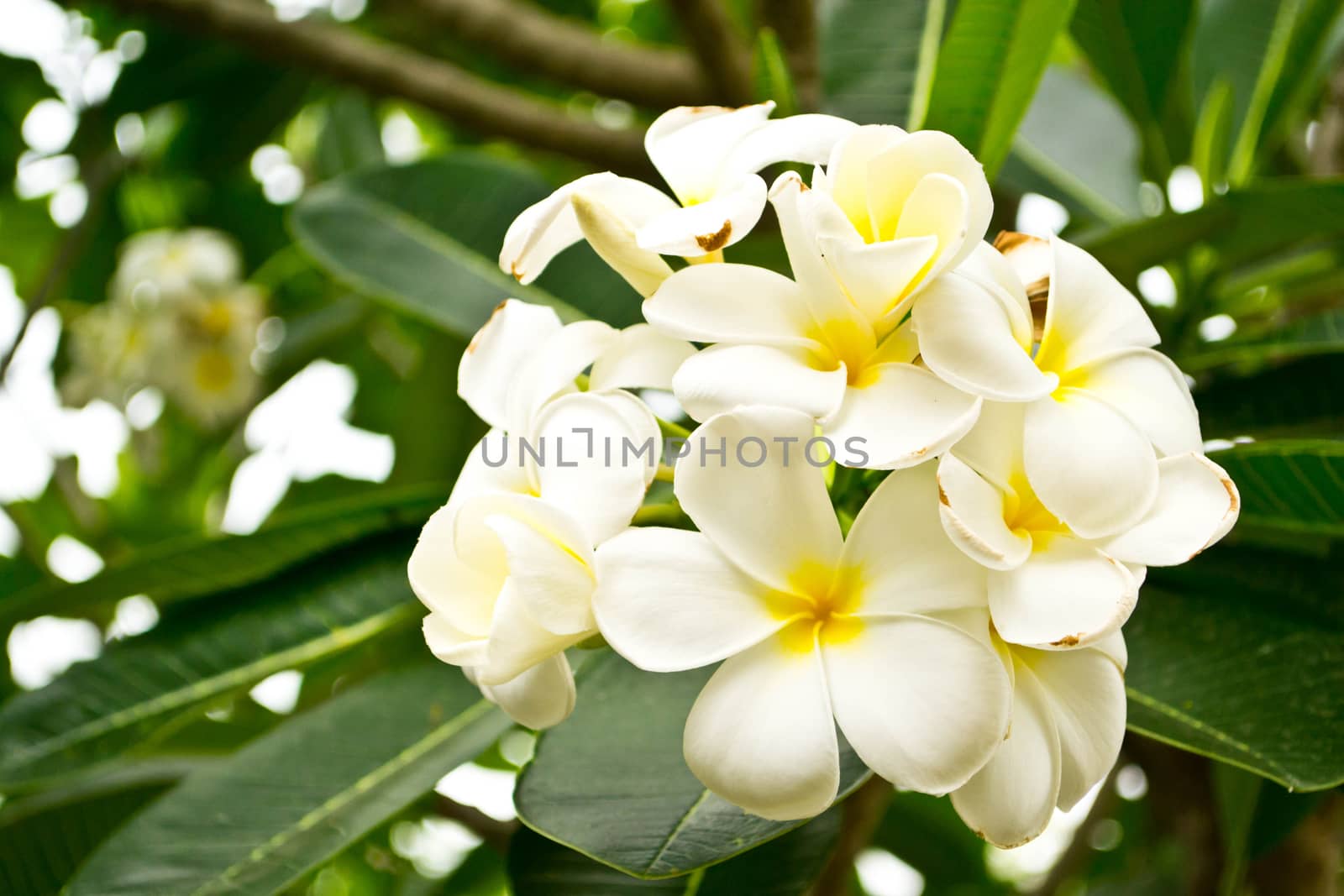 Frangipani flowers with leaves in background by Thanamat