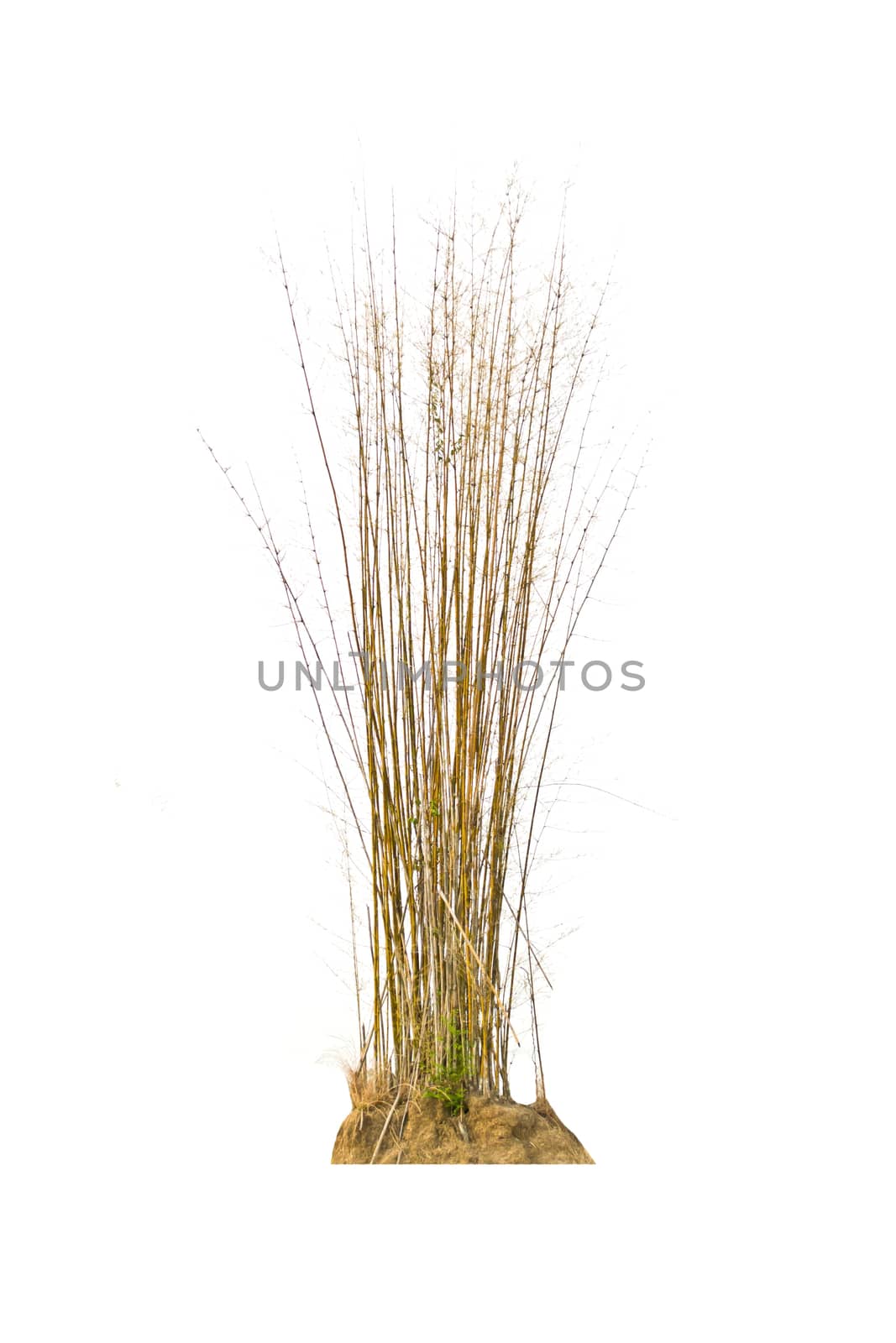 Bamboo tree isolate on a white background by Thanamat