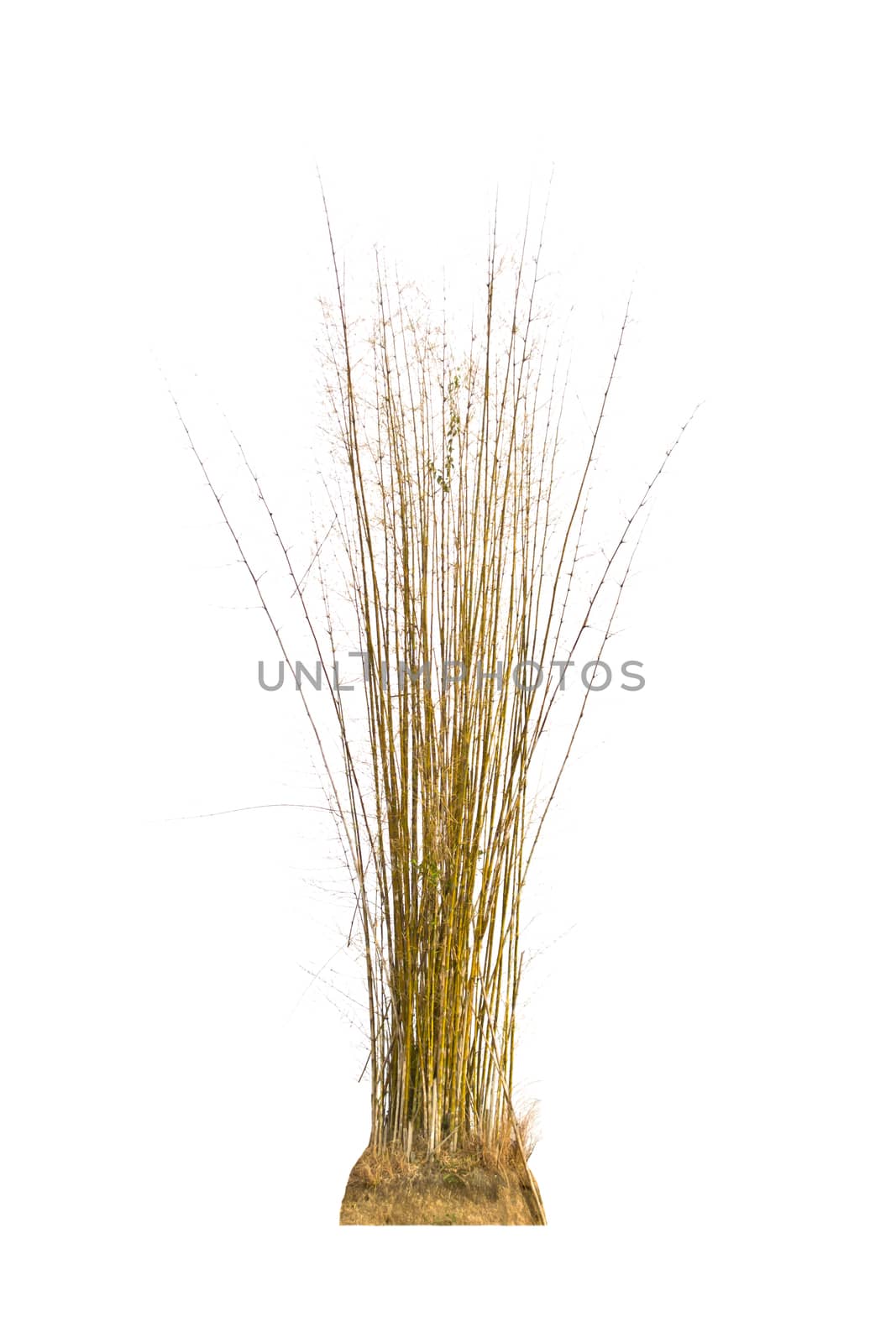 Bamboo tree isolate on a white background
