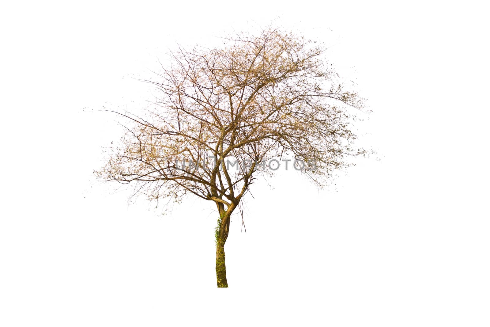 Tree isolate on a white background by Thanamat