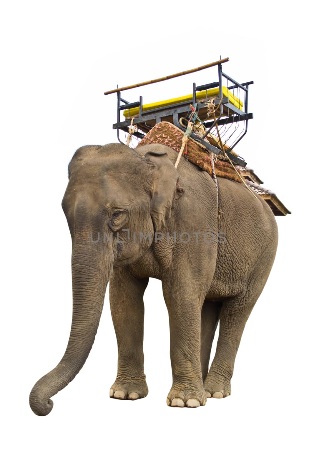 elephant isolated on white background by Thanamat