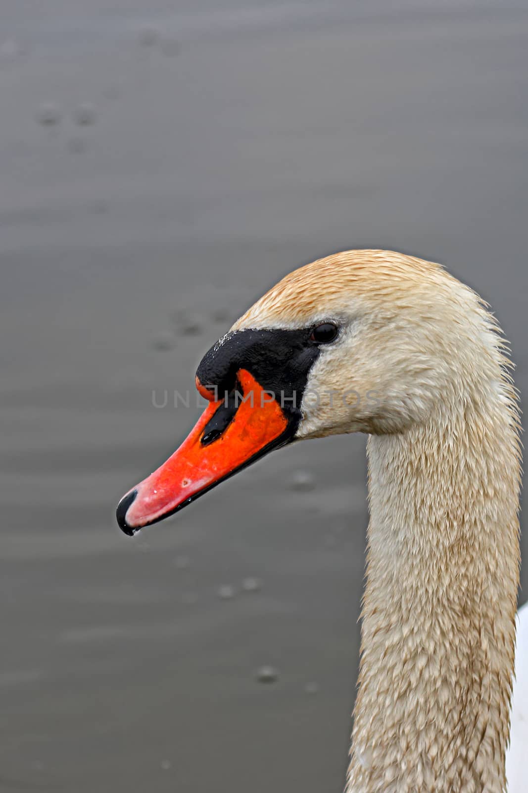 Swan, a portrait in the wild