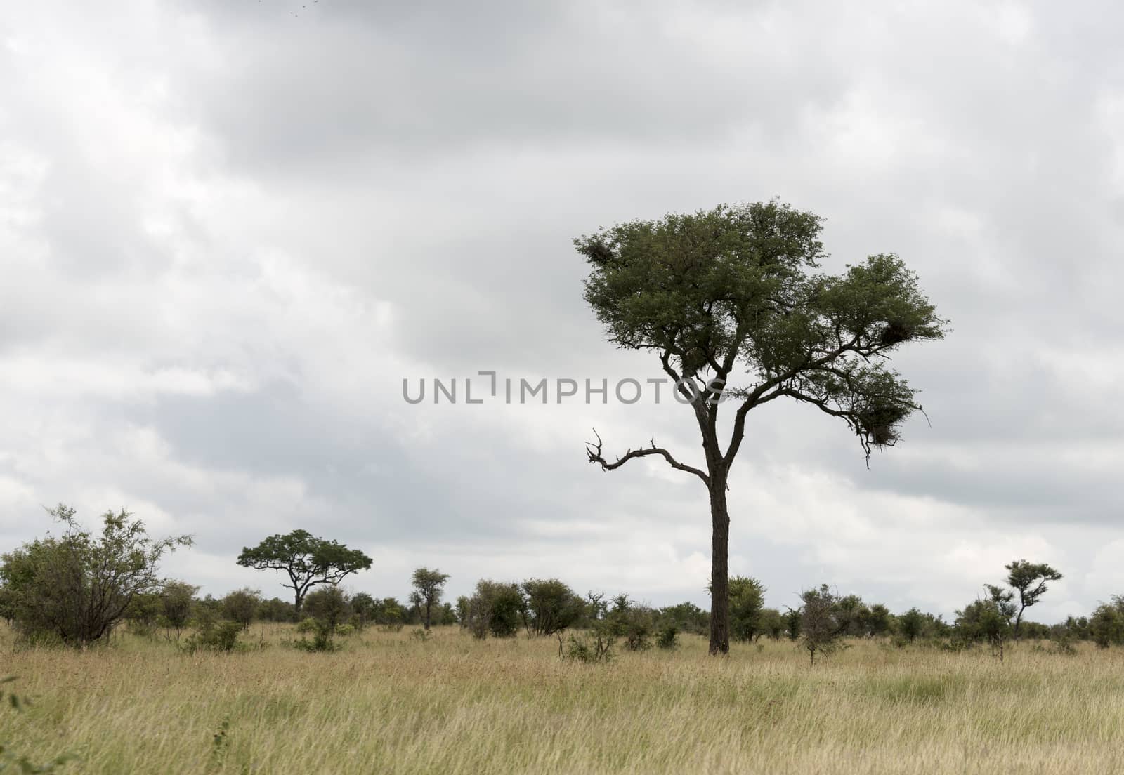 tree and nature in kruger national park south africa 