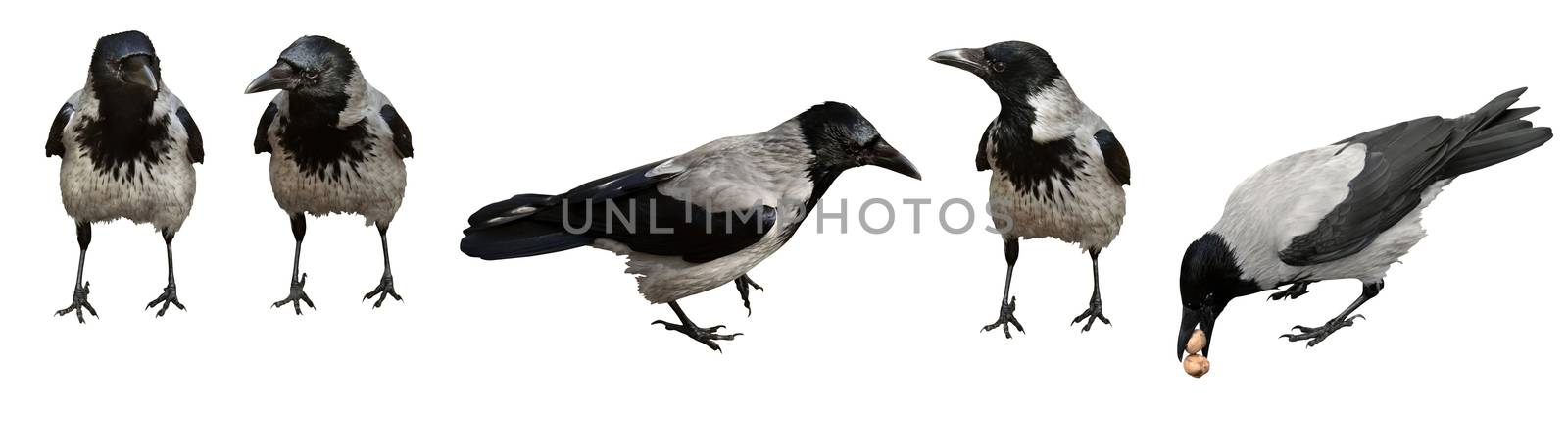 Five crow birds standing on white background. Isolated with path.
