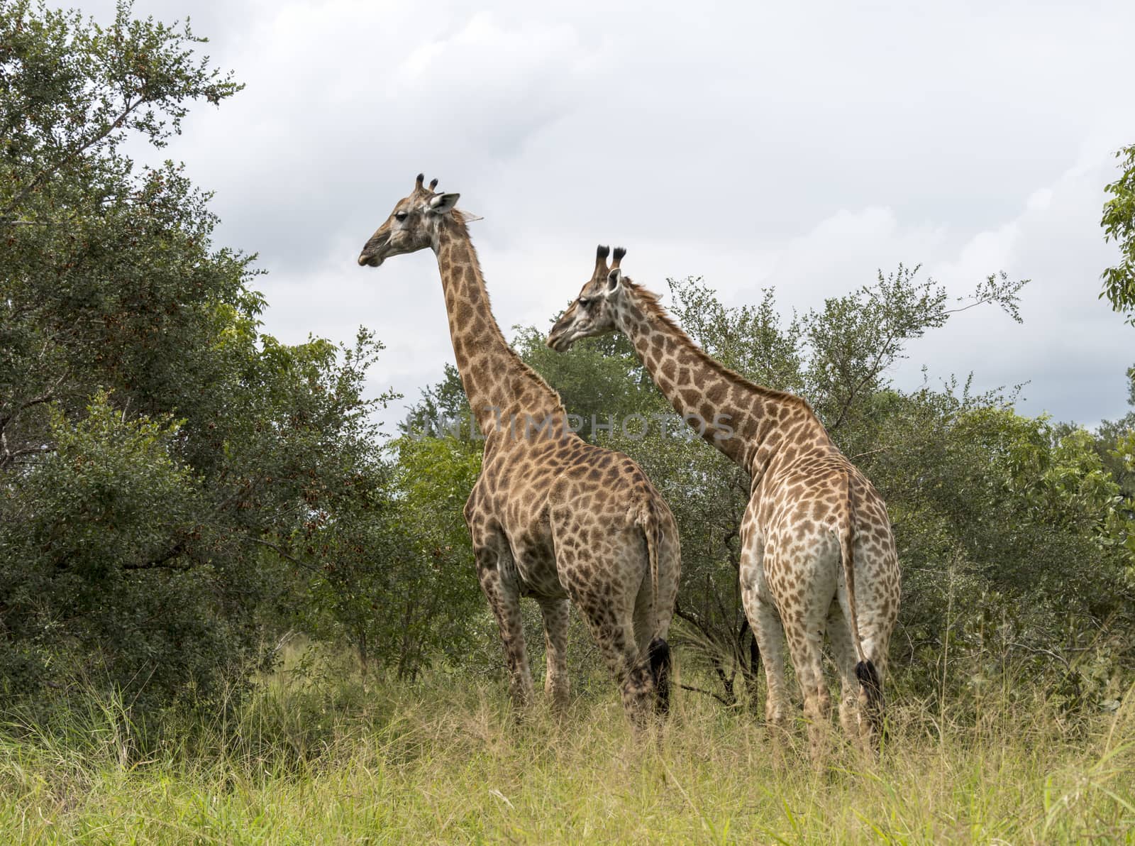 two giraffes in south africa on safari national kruger park