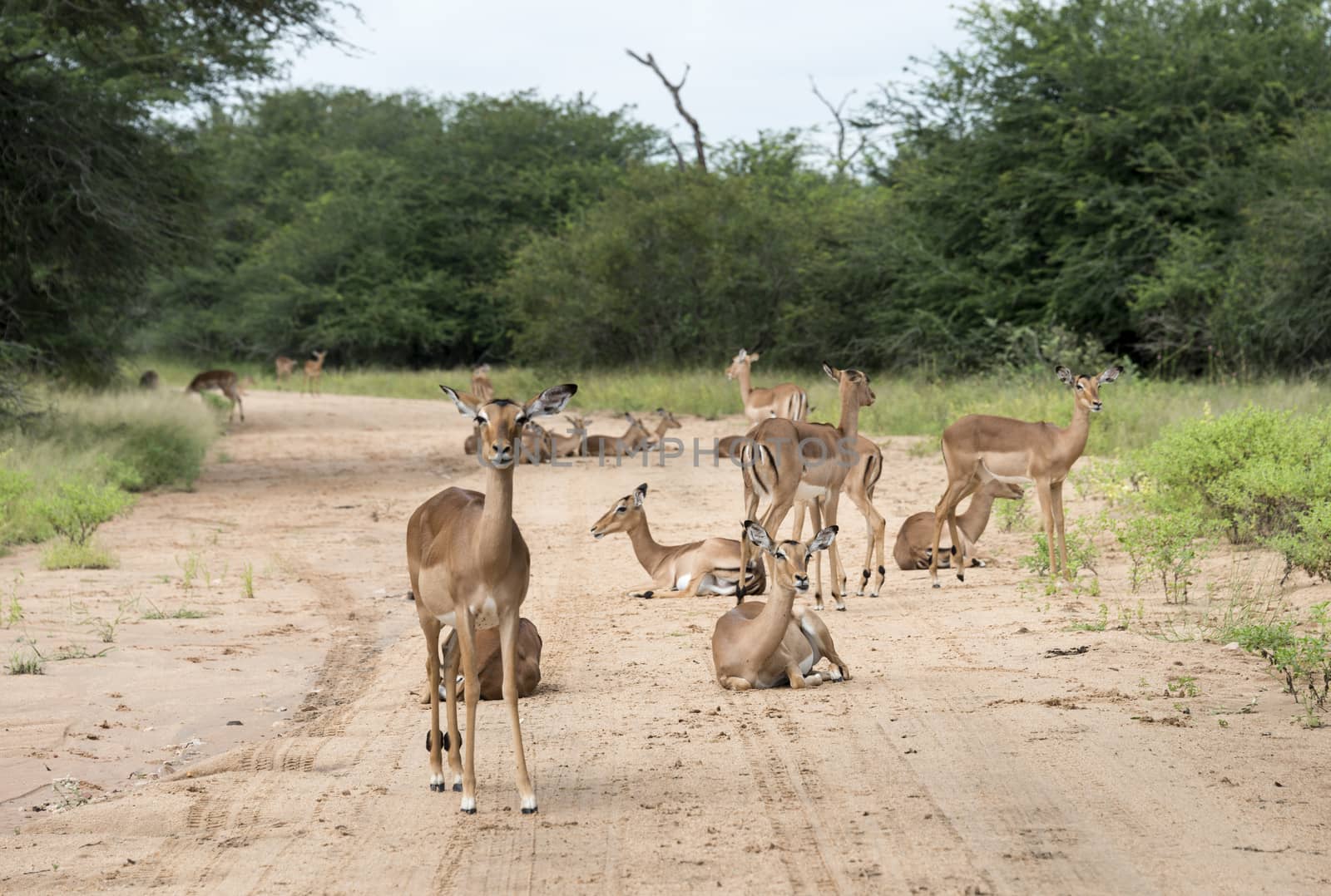 impala on the sand road kruger national park south africa