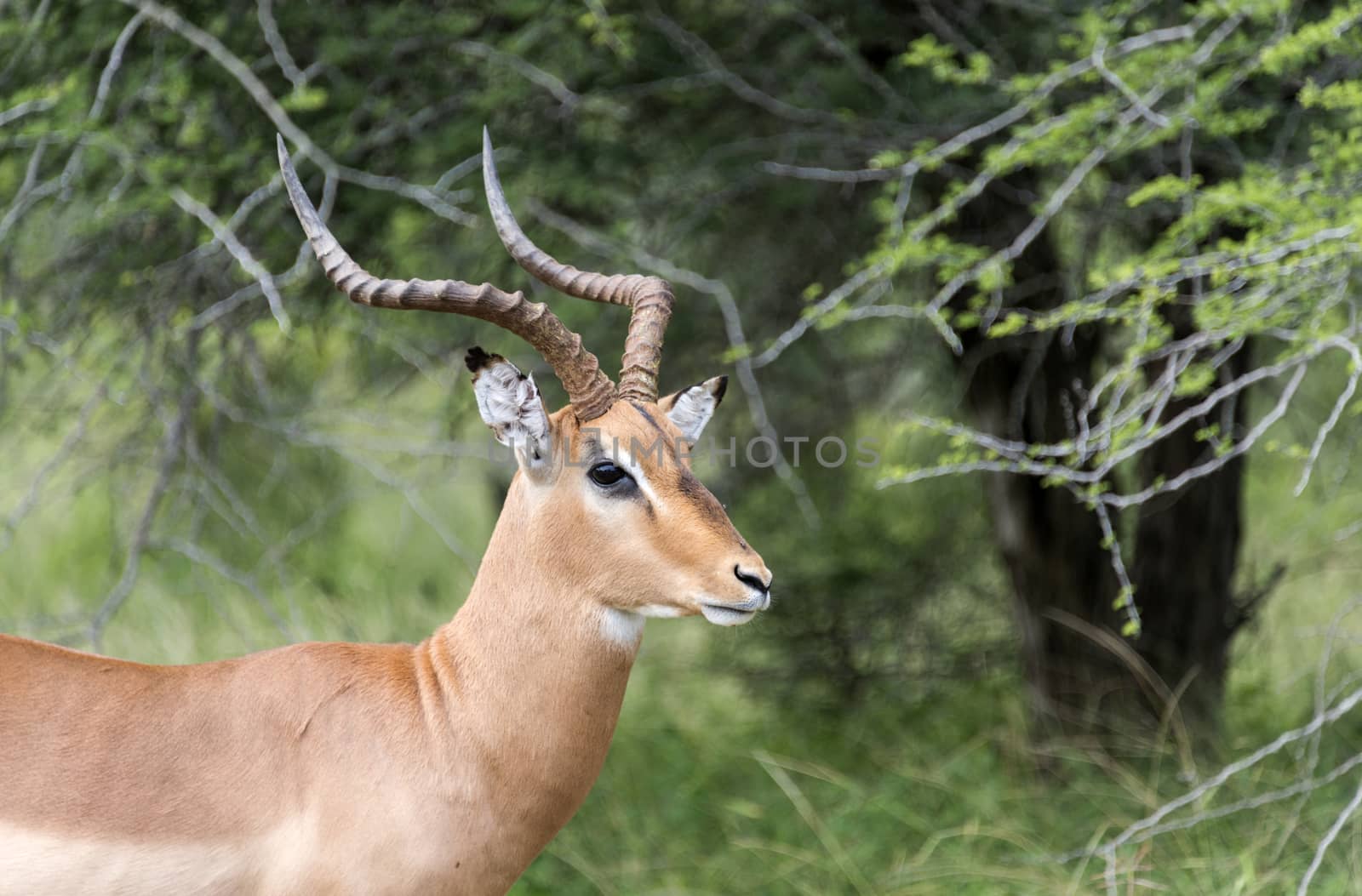 male impala kruger national park south africa