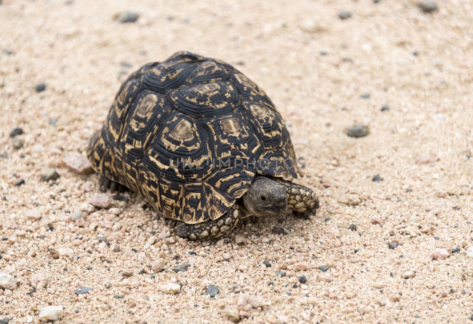 A Tortoise Land Turtle crossing the road in the Kruger Park, South Africa