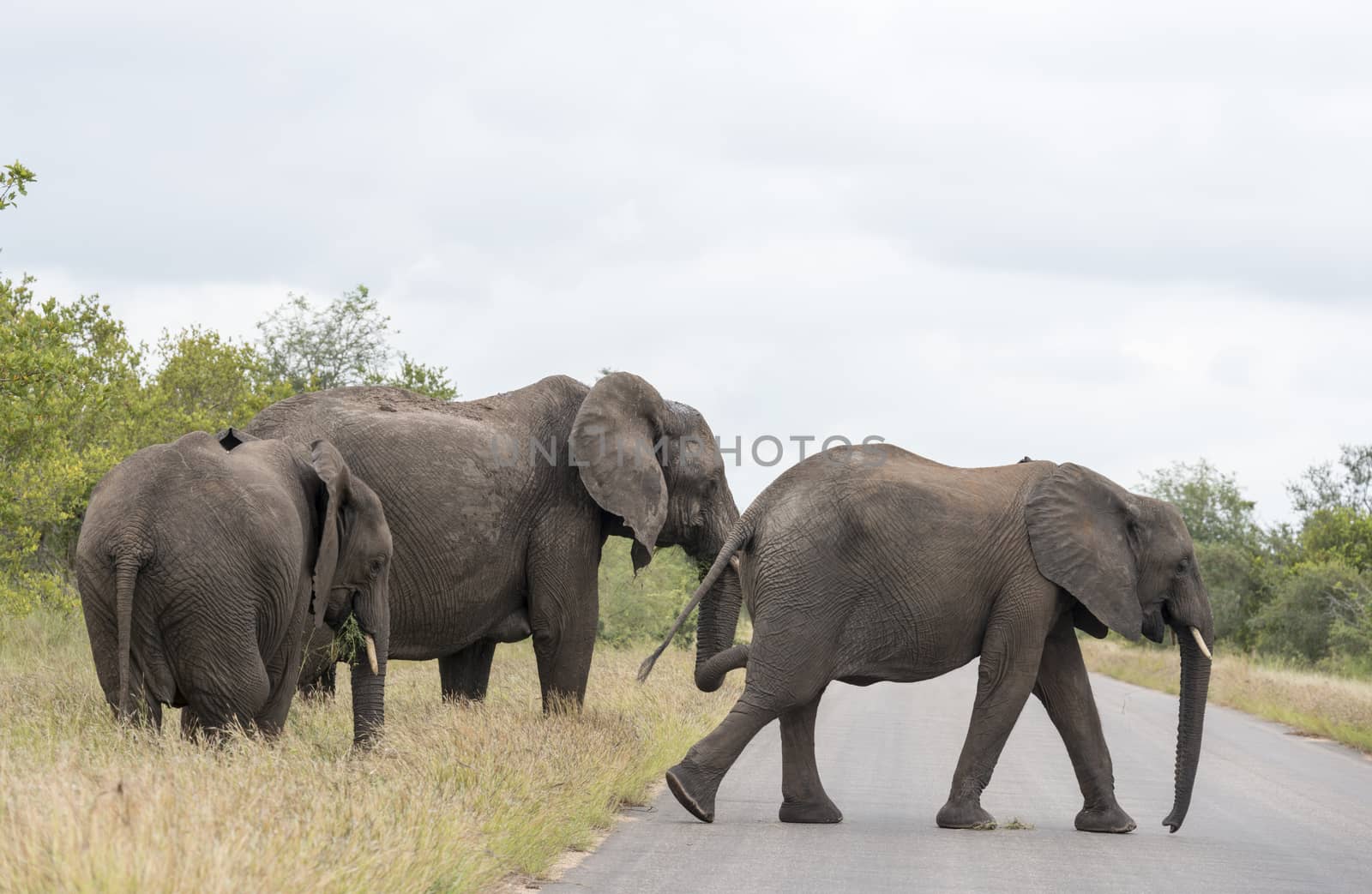 three elephants  crossing the road in national kruger wild park south africa near hoedspruit at te orphan gate