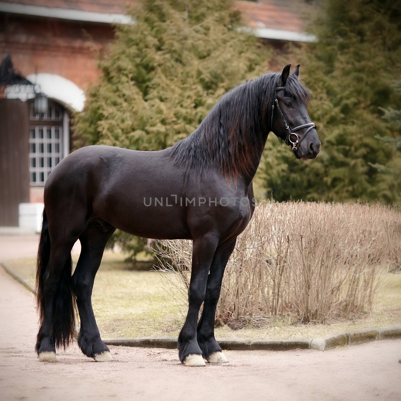 Black stallion. Sports black horse. Thoroughbred horse. Beautiful horse.