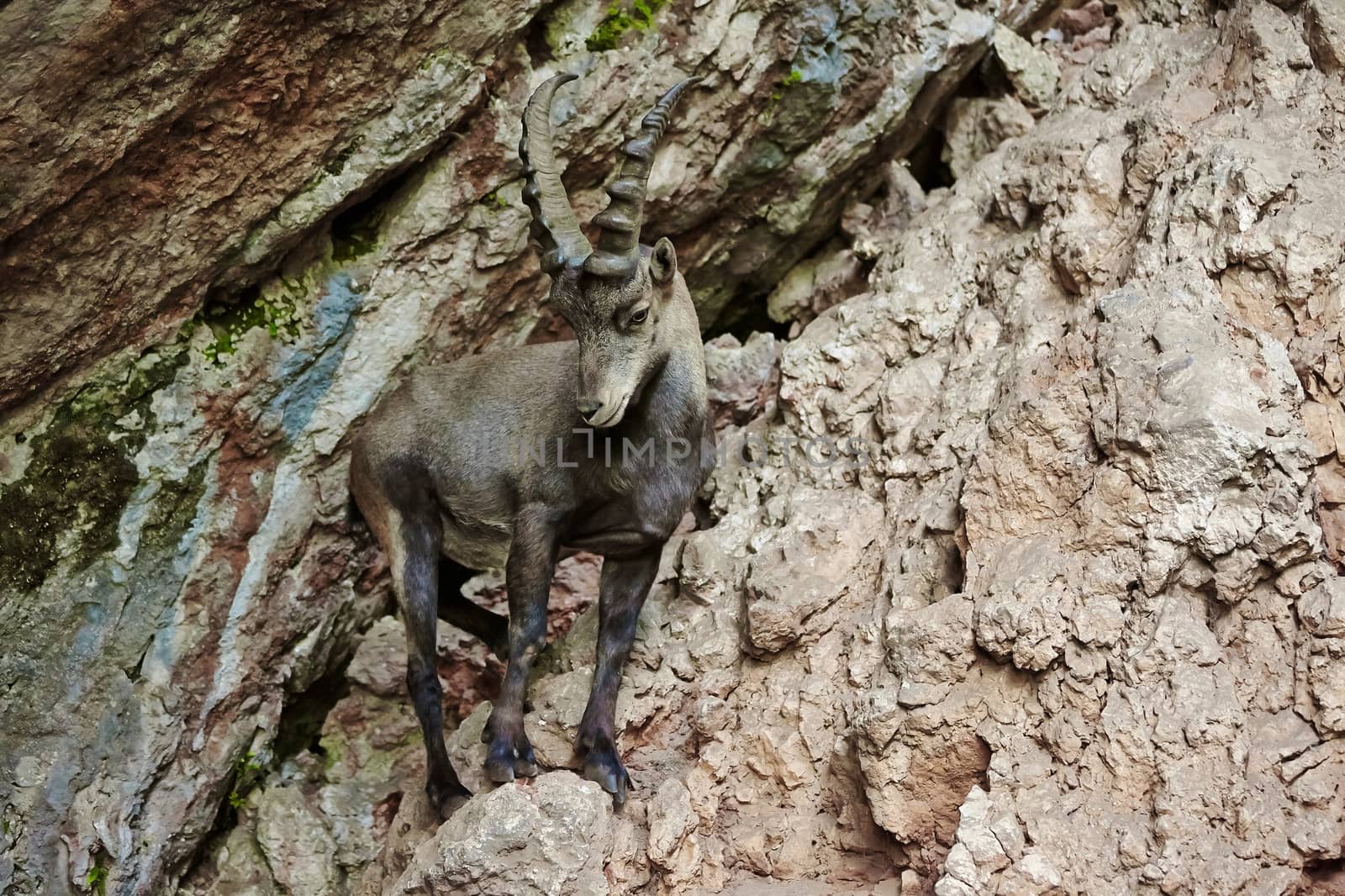 Alpine Ibex closeup in the mountains