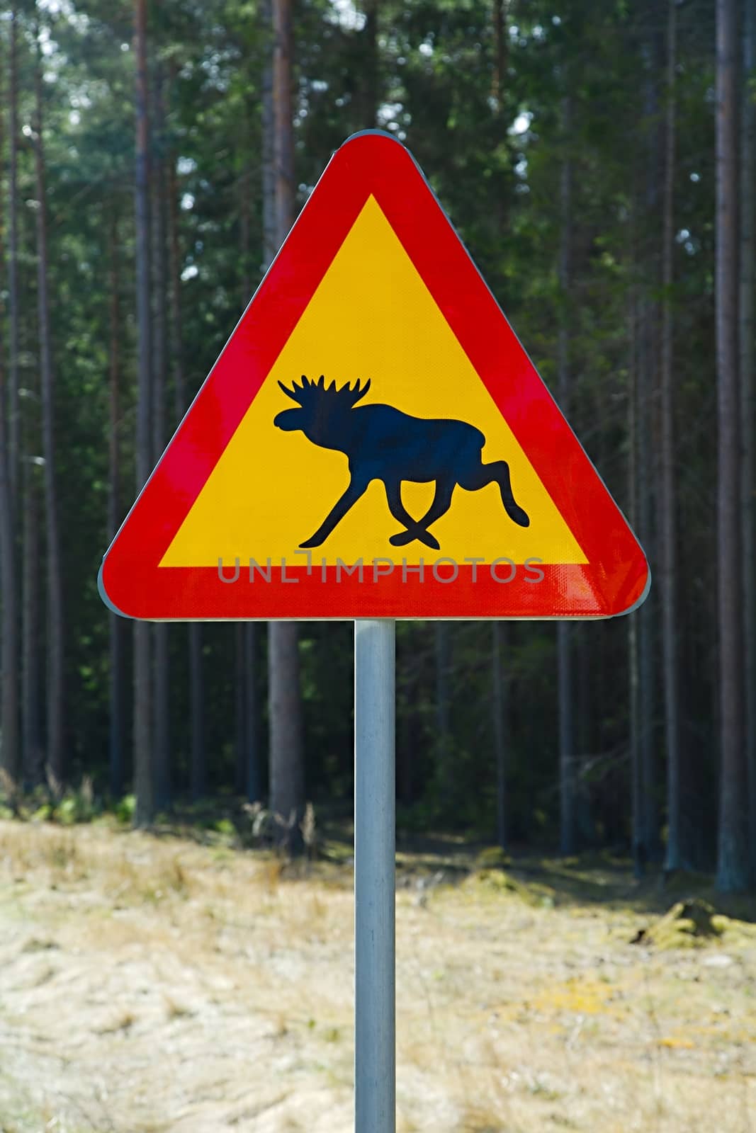 Moose roadsign in a foresty area