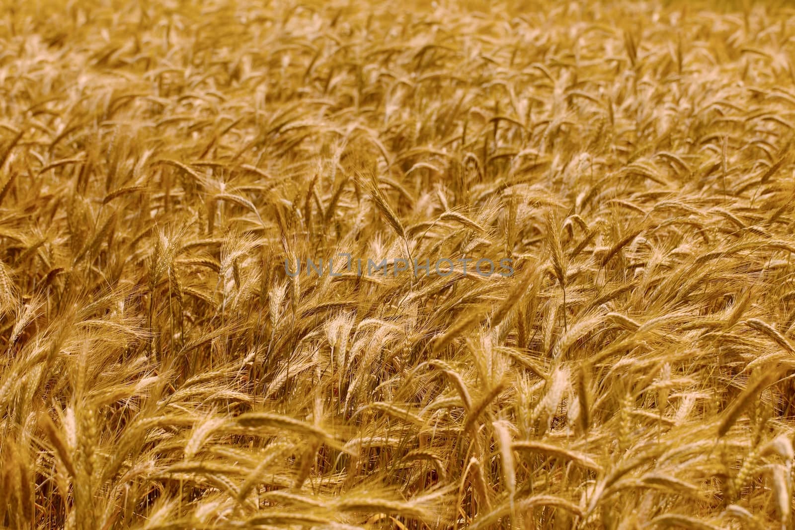 Wheat field with growing plants