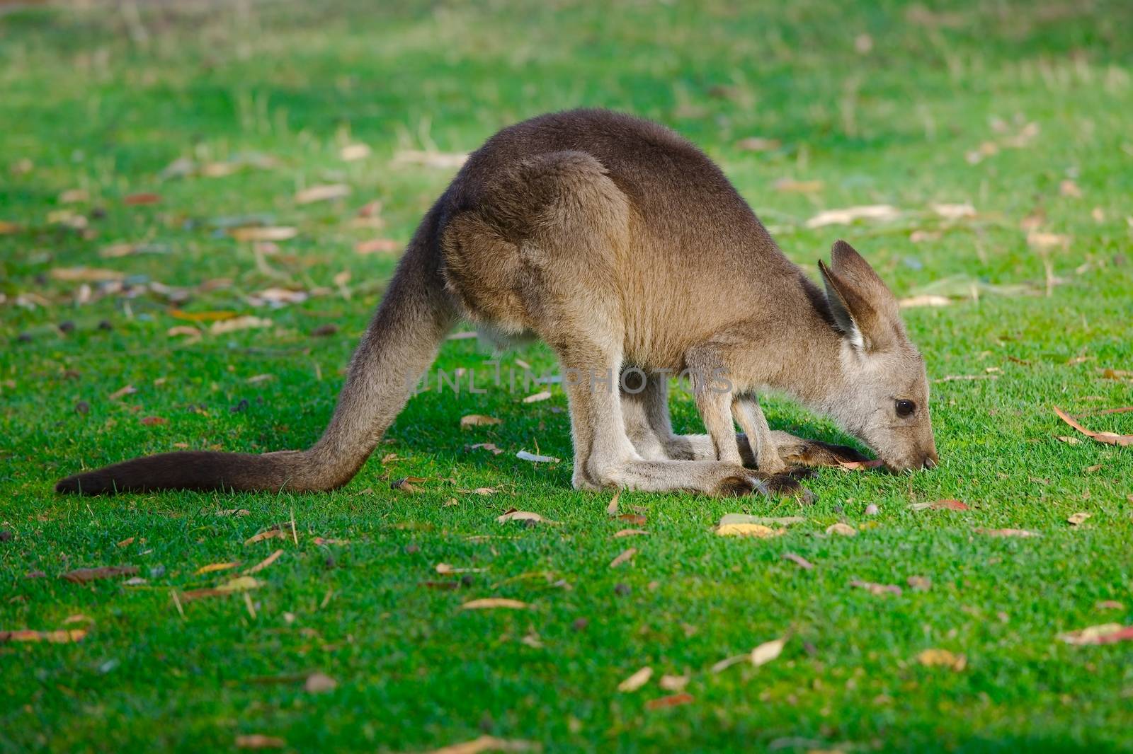 Young kangaroo eating on the grass