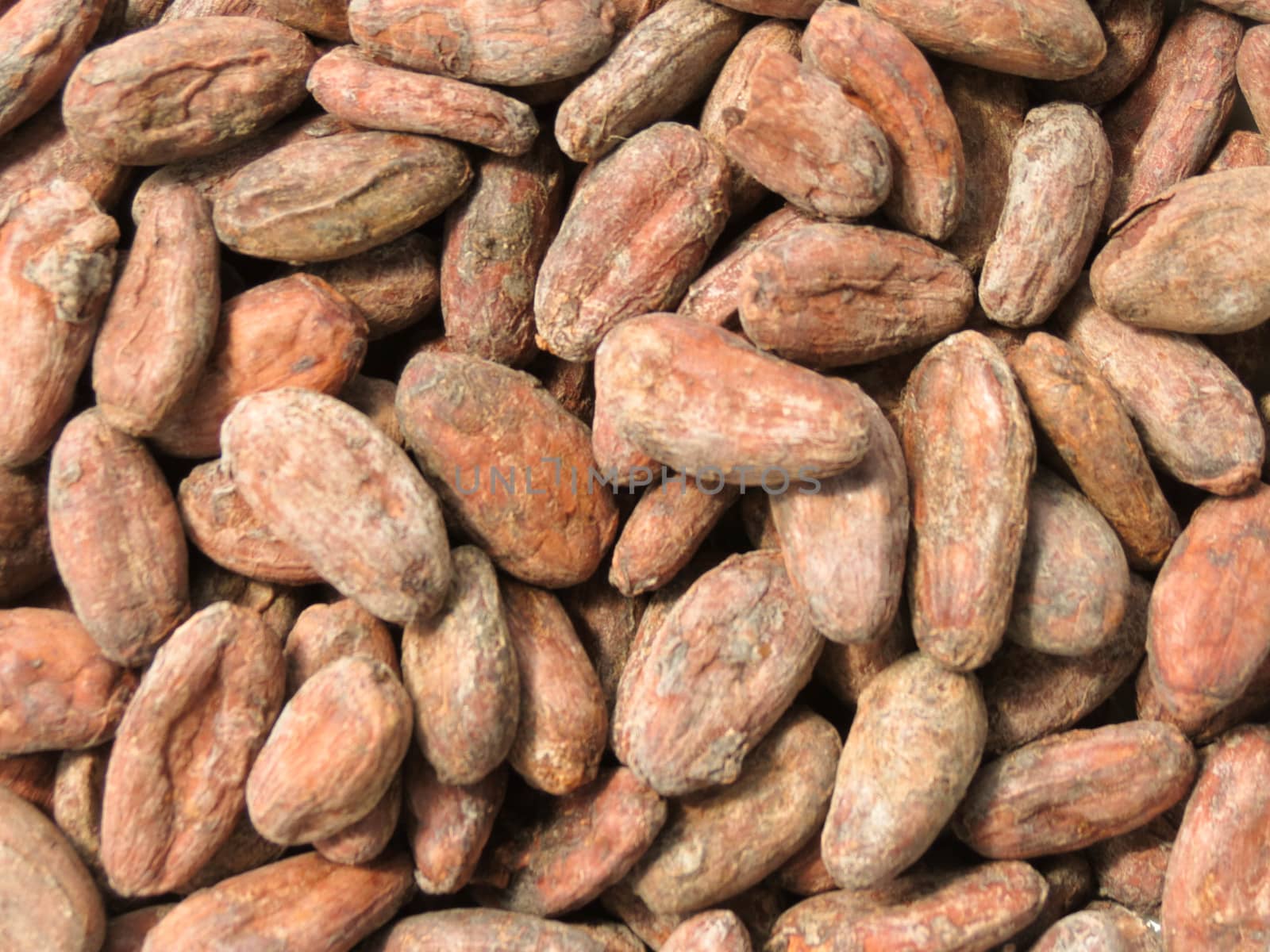 cocoa beans (theobroma cacao) from Madagascar