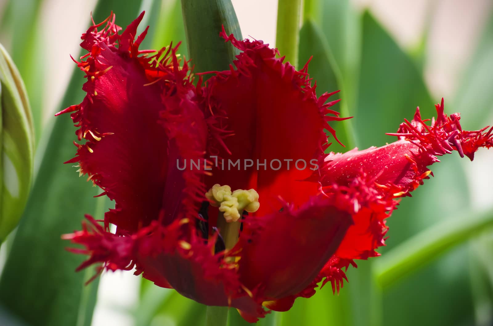 Photo of the Single Red Tulip