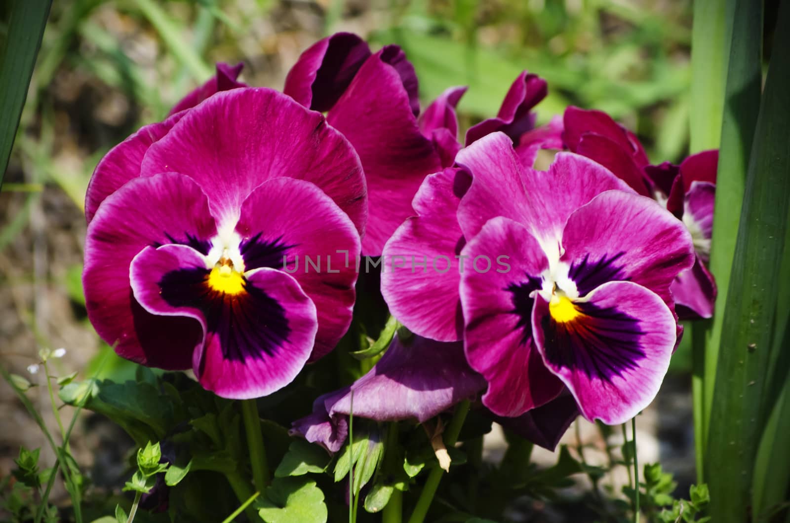 Photo fo the Bright Pansy Flowers