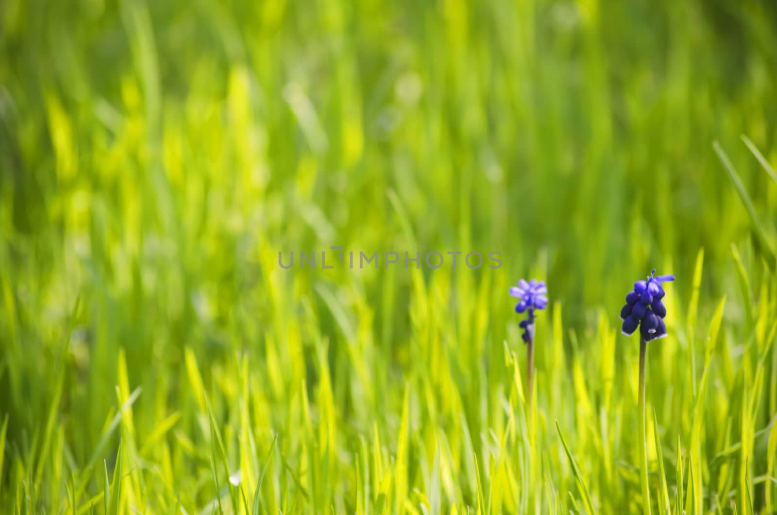 Vitality Spring Green Grass Background