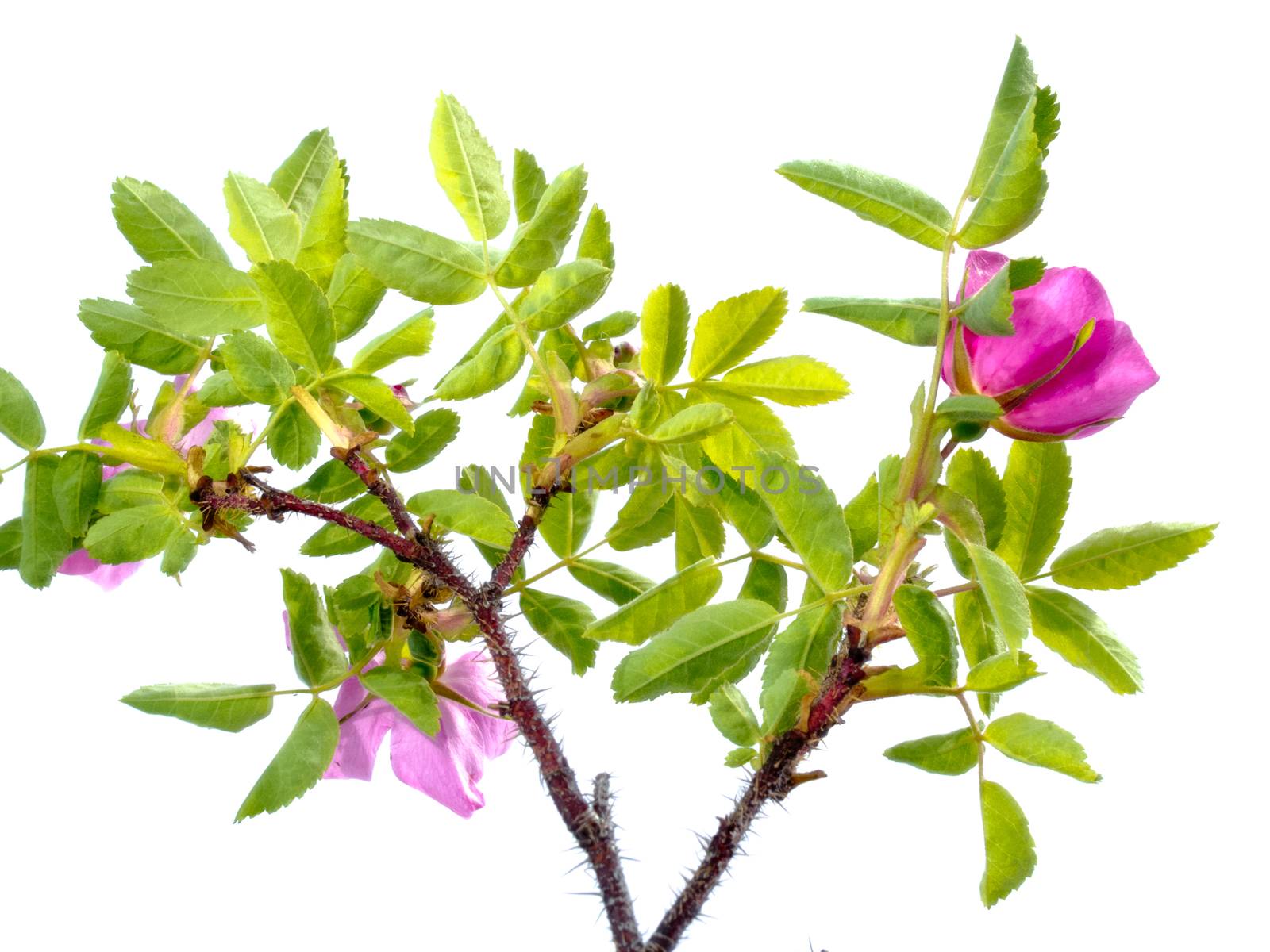 Prickly Wild Rose, Rosa acicularis, blooming flower plant isolated on white background